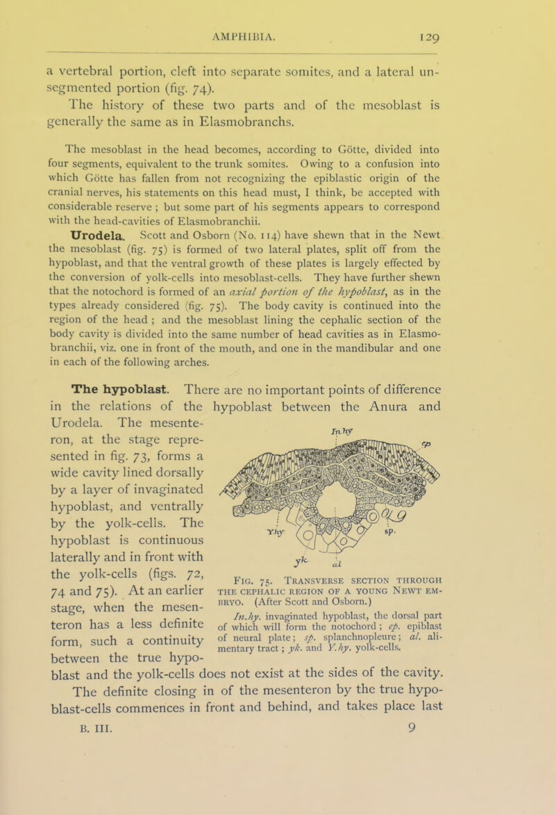 a vertebral portion, cleft into separate somites, and a lateral un- segmented portion (fig. 74). The history of these two parts and of the mesoblast is generally the same as in Elasmobranchs. The mesoblast in the head becomes, according to Gotte, divided into four segments, equivalent to the trunk somites. Owing to a confusion into which Gotte has fallen from not recognizing the epiblastic origin of the cranial nerves, his statements on this head must, I think, be accepted with considerable reserve ; but some part of his segments appears to correspond with the head-cavities of Elasmobranchii. Urodela. Scott and Osborn (No. 114) have shewn that in the Newt the mesoblast (fig. 75) is formed of two lateral plates, split off from the hypoblast, and that the ventral growth of these plates is largely effected by the conversion of yolk-cells into mesoblast-cells. They have further shewn that the notochord is formed of an axial portion of the hypoblast, as in the types already considered (fig. 75). The body cavity is continued into the region of the head ; and the mesoblast lining the cephalic section of the body cavity is divided into the same number of head cavities as in Elasmo- branchii, viz. one in front of the mouth, and one in the mandibular and one in each of the following arches. The hypoblast. There are no important points of difference in the relations of the hypoblast between the Anura and Urodela. The mesente- ron, at the stage repre- sented in fig. 73, forms a wide cavity lined dorsally by a layer of invaginated hypoblast, and ventrally by the yolk-cells. The hypoblast is continuous laterally and in front with the yolk-cells (figs. 72, 74 and 75). At an earlier stage, when the mesen- teron has a less definite form, such a continuity between the true hypo- blast and the yolk-cells does not exist at the sides of the cavity. The definite closing in of the mesenteron by the true hypo- blast-cells commences in front and behind, and takes place last 9 al Fig. 75. Transverse section through THE CEPHALIC REGION OF A YOUNG NEWT EM- i?ryo. (After Scott and Osborn.) In.hy. invaginated hypoblast, the dorsal part of which will form the notochord ; ep. epiblast of neural plate; sp. splanchnopleure; al. ali- mentary tract; yk. and Y.hy. yolk-cells. B. III.