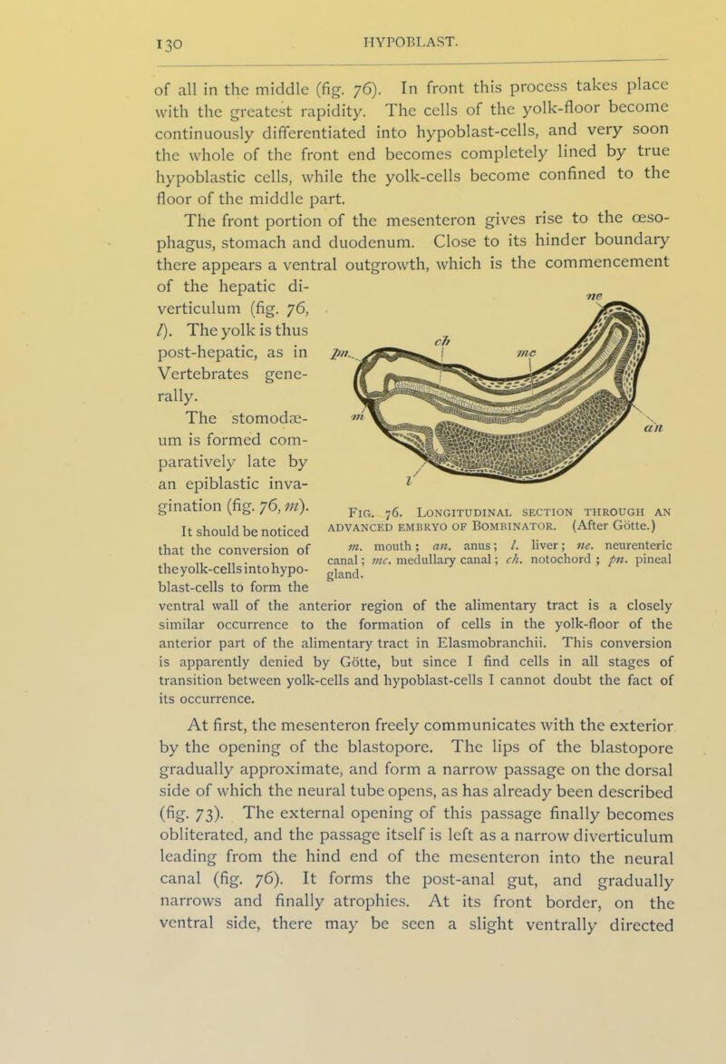 HYPOBLAST. of all in the middle (fig'. 76). In front this process takes place with the greatest rapidity. The cells of the yolk-floor become continuously differentiated into hypoblast-cells, and very soon the whole of the front end becomes completely lined by true hypoblastic cells, while the yolk-cells become confined to the floor of the middle part. The front portion of the mesenteron gives rise to the oeso- phagus, stomach and duodenum. Close to its hinder boundary there appears a ventral outgrowth, which is the commencement of the hepatic di- verticulum (fig. 76, /). The yolk is thus post-hepatic, as in Vertebrates gene- rally. The stomodae- um is formed com- paratively late by an epiblastic inva- gination (fig. 76, in). It should be noticed that the conversion of the yolk-cells into hypo- blast-cells to form the ventral wall of the anterior region of the alimentary tract is a closely similar occurrence to the formation of cells in the yolk-floor of the anterior part of the alimentary tract in Elasmobranchii. This conversion is apparently denied by Gotte, but since I find cells in all stages of transition between yolk-cells and hypoblast-cells I cannot doubt the fact of its occurrence. At first, the mesenteron freely communicates with the exterior by the opening of the blastopore. The lips of the blastopore gradually approximate, and form a narrow passage on the dorsal side of which the neural tube opens, as has already been described (fig. 73). The external opening of this passage finally becomes obliterated, and the passage itself is left as a narrow diverticulum leading from the hind end of the mesenteron into the neural canal (fig. 76). It forms the post-anal gut, and gradually narrows and finally atrophies. At its front border, on the ventral side, there may be seen a slight ventrally directed rte Fig. 76. Longitudinal section through an ADVANCED EMBRYO OF BOMBINATOR. (After Gotte.) m. mouth; an. anus; /. liver; ne. neurenteric canal; me. medullary canal; ch. notochord ; pn. pineal gland.