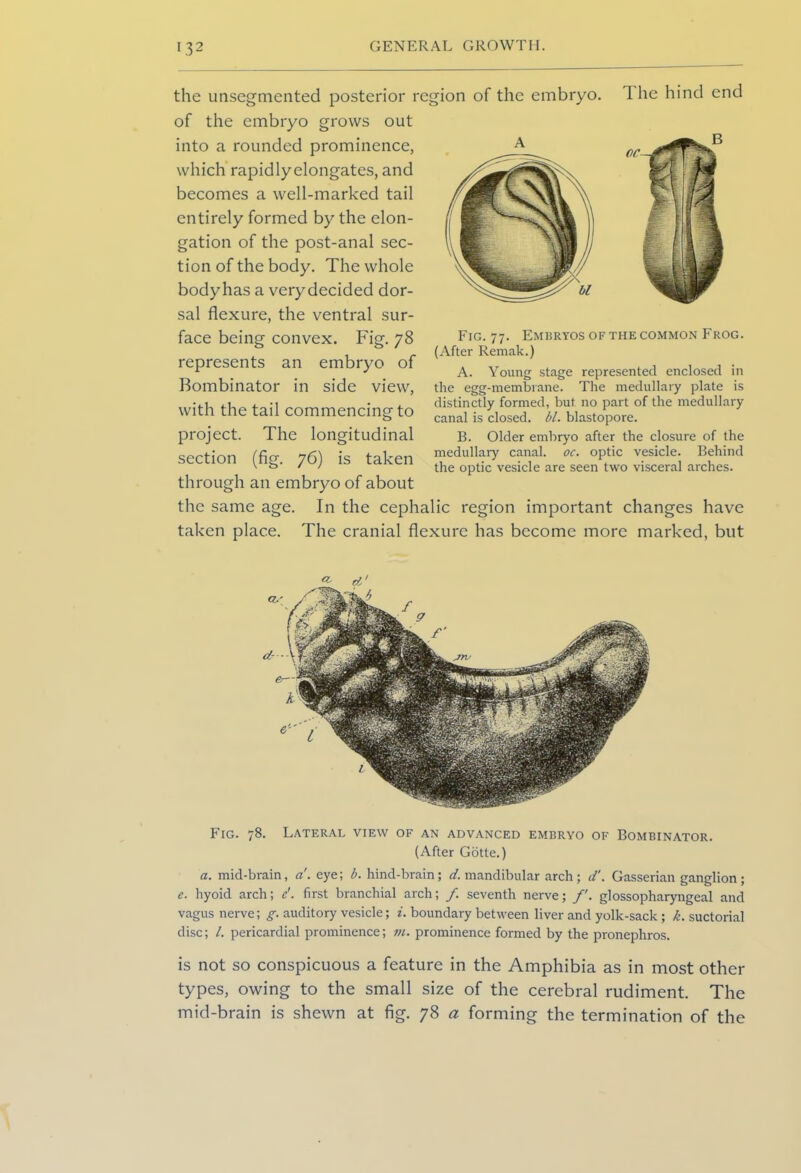 the unsegmented posterior region of the embryo. The hind end of the embryo grows out into a rounded prominence, which rapidlyelongates, and becomes a well-marked tail entirely formed by the elon- gation of the post-anal sec- tion of the body. The whole body has a very decided dor- sal flexure, the ventral sur- face being convex. Fig. 78 represents an embryo of Bombinator in side view, with the tail commencing to project. The longitudinal section (fig. 76) is taken Fig. 77. Embryos of the common Frog. (After Remak.) A. Young stage represented enclosed in the egg-membrane. The medullary plate is distinctly formed, but no part of the medullary canal is closed, bl. blastopore. B. Older embryo after the closure of the medullary canal, oc. optic vesicle. Behind the optic vesicle are seen two visceral arches. through an embryo of about the same age. In the cephalic region important changes have taken place. The cranial flexure has become more marked, but «• d' Fig. 78. Lateral view of an advanced embryo of Bombinator. (After Gotte.) a. mid-brain, a. eye; b. hind-brain; d. mandibular arch; d'. Gasserian ganglion; e. hyoid arch; c'. first branchial arch; /. seventh nerve; /'. glossopharyngeal and vagus nerve; g. auditory vesicle; i. boundary between liver and yolk-sack ; k. suctorial disc; /. pericardial prominence; in. prominence formed by the pronephros. is not so conspicuous a feature in the Amphibia as in most other types, owing to the small size of the cerebral rudiment. The mid-brain is shewn at fig. 78 a forming the termination of the