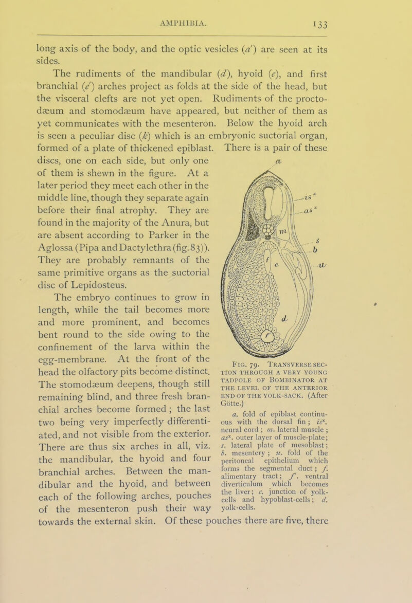 (t long axis of the body, and the optic vesicles (a) are seen at its sides. The rudiments of the mandibular (d), hyoid (e), and first branchial (e) arches project as folds at the side of the head, but the visceral clefts are not yet open. Rudiments of the procto- dasum and stomodreum have appeared, but neither of them as yet communicates with the mesenteron. Below the hyoid arch is seen a peculiar disc (k) which is an embryonic suctorial organ, formed of a plate of thickened epiblast. There is a pair of these discs, one on each side, but only one of them is shewn in the figure. At a later period they meet each other in the middle line, though they separate again before their final atrophy. They arc found in the majority of the Anura, but are absent according to Parker in the Aglossa (Pipa andDactylethra(fig.83)). They are probably remnants of the same primitive organs as the suctorial disc of Lepidosteus. The embryo continues to grow in length, while the tail becomes more and more prominent, and becomes bent round to the side owing to the confinement of the larva within the egg-membrane. At the front of the head the olfactory pits become distinct. The stomodseum deepens, though still remaining blind, and three fresh bran- chial arches become formed ; the last two being very imperfectly differenti- ated, and not visible from the exterior. There are thus six arches in all, viz. the mandibular, the hyoid and four branchial arches. Between the man- dibular and the hyoid, and between each of the following arches, pouches of the mesenteron push their way towards the external skin. Of these pouches there are five, there THE LEVEL OF THE ANTERIOR END OF THE YOLK-SACK. (After Gotte.) a. fold of epiblast continu- ous with the dorsal fin; is*. neural cord ; in. lateral muscle ; as*, outer layer of muscle-plate; s. lateral plate of mesoblast; b. mesentery ; u. fold of the peritoneal epithelium which forms the segmental duct; /. alimentary tract; f. ventral diverticulum which becomes the liver; e. junction of yolk- cells and hypoblast-cells; d. yolk-cells. t