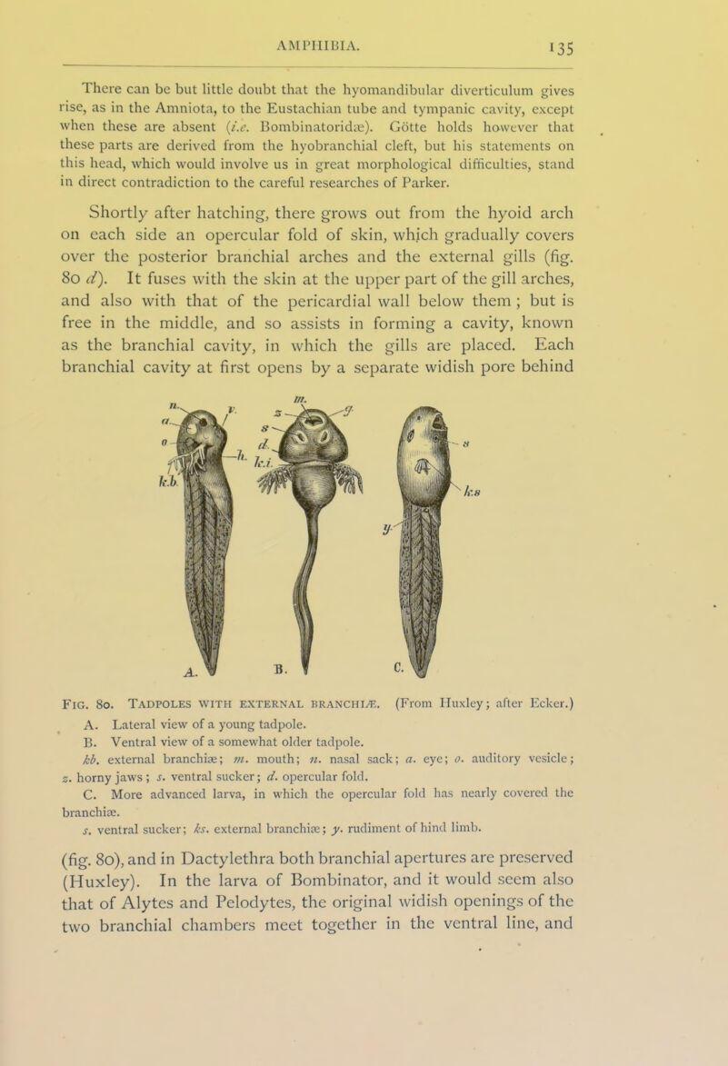 There can be but little doubt that the hyomandibular diverticulum gives rise, as in the Amniota, to the Eustachian tube and tympanic cavity, except when these are absent (i.e. Bombinatoridae). Gotte holds however that these parts are derived from the hyobranchial cleft, but his statements on this head, which would involve us in great morphological difficulties, stand in direct contradiction to the careful researches of Parker. Shortly after hatching, there grows out from the hyoid arch on each side an opercular fold of skin, which gradually covers over the posterior branchial arches and the external gills (fig. 80 d). It fuses with the skin at the upper part of the gill arches, and also with that of the pericardial wall below them ; but is free in the middle, and so assists in forming a cavity, known as the branchial cavity, in which the gills are placed. Each branchial cavity at first opens by a separate widish pore behind Fig. 80. Tadpoles with external branchiae. (From Huxley; after Ecker.) A. Lateral view of a young tadpole. B. Ventral view of a somewhat older tadpole. kb. external branchiae; m. mouth; n. nasal sack; a. eye; 0. auditory vesicle; z. horny jaws; s. ventral sucker; d. opercular fold. C. More advanced larva, in which the opercular fold has nearly covered the branchiae. s. ventral sucker; ks. external branchiae; y. rudiment of hind limb. (fig. 80), and in Dactylethra both branchial apertures are preserved (Huxley). In the larva of Bombinator, and it would seem also that of Alytes and Pelodytes, the original widish openings of the two branchial chambers meet together in the ventral line, and