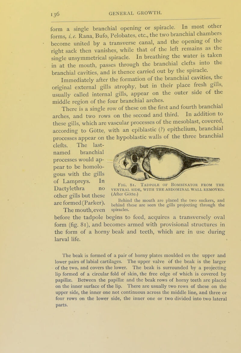 form a single branchial opening or spiracle. In most other forms, i. e. Rana, Bufo, Pelobates, etc., the two branchial chambers become united by a transverse canal, and the opening of tlw right sack then vanishes, while that of the left remains as the single unsymmetrical spiracle. In breathing the water is taken in at the mouth, passes through the branchial clefts into the branchial cavities, and is thence carried out by the spiracle. Immediately after the formation of the branchial cavities, the original external gills atrophy, but in their place fiesh gills, usually called internal gills, appear on the outer side of the middle region of the four branchial arches. There is a single row of these on the first and fourth branchial arches, and two rows on the second and third. In addition to these gills, which are vascular processes of the mesoblast, covered, according to Gotte, with an epiblastic (?) epithelium, branchial processes appear on the hypoblastic walls of the three bianchial clefts. The last- named branchial processes would ap- pear to be homolo- gous with the gills of Lampreys. In Dactylethra no other gills but these are formed (Parker). The mouth, even before the tadpole begins to feed, acquires a transversely oval form (fig. 81), and becomes armed with provisional structures in the form of a horny beak and teeth, which are in use during larval life. Pig. 8i. Tadpole of Bombinator from the VENTRAL SIDE, WITH THE ABDOMINAL WALL REMOVED. (After Gotte.) Behind the mouth are placed the two suckers, and behind these are seen the gills projecting through the spiracles. The beak is formed of a pair of horny plates moulded on the upper and lower pairs of labial cartilages. The upper valve of the beak is the larger of the two, and covers the lower. The beak is surrounded by a projecting lip formed of a circular fold of skin, the free edge of which is covered by papillae. Between the papillae and the beak rows of horny teeth are placed on the inner surface of the lip. There are usually two rows of these on the upper side, the inner one not continuous across the middle line, and three or four rows on the lower side, the inner one or two divided into two lateral parts.