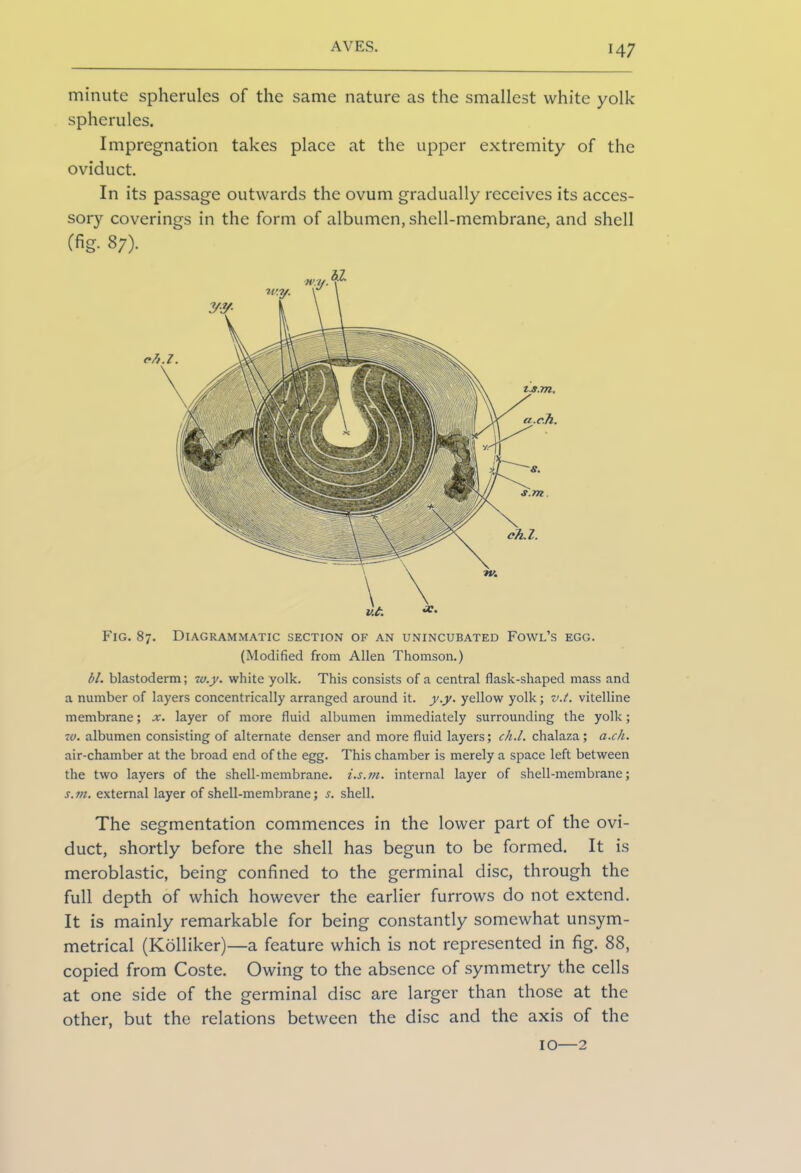 minute spherules of the same nature as the smallest white yolk spherules. Impregnation takes place at the upper extremity of the oviduct. In its passage outwards the ovum gradually receives its acces- sory coverings in the form of albumen, shell-membrane, and shell (fig. 87). Fig. 87. Diagrammatic section of an unincubated Fowl’s egg. (Modified from Allen Thomson.) bl. blastoderm; w.y. white yolk. This consists of a central flask-shaped mass and a number of layers concentrically arranged around it. y.y. yellow yolk; v.t. vitelline membrane; x. layer of more fluid albumen immediately surrounding the yolk; w. albumen consisting of alternate denser and more fluid layers; ck.l. chalaza; a.ch. air-chamber at the broad end of the egg. This chamber is merely a space left between the two layers of the shell-membrane, i.s.m. internal layer of shell-membrane; s.m. external layer of shell-membrane; s. shell. The segmentation commences in the lower part of the ovi- duct, shortly before the shell has begun to be formed. It is meroblastic, being confined to the germinal disc, through the full depth of which however the earlier furrows do not extend. It is mainly remarkable for being constantly somewhat unsym- metrical (Kdlliker)—a feature which is not represented in fig. 88, copied from Coste. Owing to the absence of symmetry the cells at one side of the germinal disc are larger than those at the other, but the relations between the disc and the axis of the 10—2