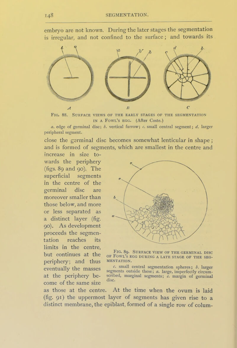[48 SEGMENTATION. embryo are not known. During the later stages the segmentation is irregular, and not confined to the surface; and towards its B Fig. 88. Surface views of the early stages of the segmentation in a Fowl’s egg. (After Coste.) a. edge of germinal disc; b. vertical furrow; c. small central segment; d. larger peripheral segment. close the germinal disc becomes somewhat lenticular in shape ; and is formed of segments, which are smallest in the centre and increase in size to- wards the periphery (figs. 89 and 90). The superficial segments in the centre of the germinal disc are moreover smaller than those below, and more or less separated as a distinct layer (fig. 90). As development proceeds the segmen- tation reaches its limits in the centre, but continues at the periphery; and thus eventually the masses at the periphery be- come of the same size as those at the centre. At the time when the ovum is laid (fig. 91) the uppermost layer of segments has given rise to a distinct membrane, the epiblast, formed of a single row of colum- Fig. 89. Surface view of the germinal disc of Fowl’s egg during a late stage of tile seg- mentation. c. small central segmentation spheres; b. larger segments outside these; a. large, imperfectly circum- scribed, marginal segments; e. margin of germinal disc.