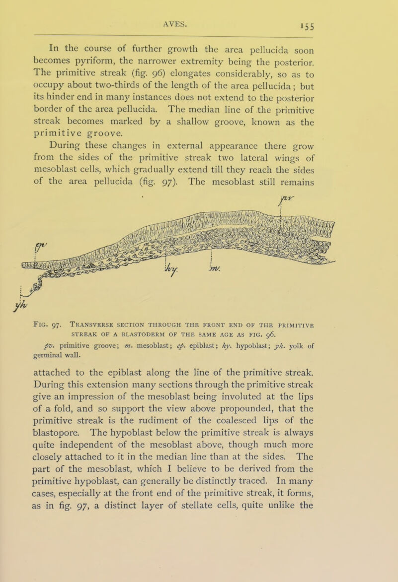 *55 In the course of further growth the area pellucida soon becomes pyriform, the narrower extremity being the posterior. The primitive streak (fig. 96) elongates considerably, so as to occupy about two-thirds of the length of the area pellucida; but its hinder end in many instances does not extend to the posterior border of the area pellucida. The median line of the primitive streak becomes marked by a shallow groove, known as the primitive groove. During these changes in external appearance there grow from the sides of the primitive streak two lateral wings of mesoblast cells, which gradually extend till they reach the sides of the area pellucida (fig. 97). The mesoblast still remains Fig. 97. Transverse section through the front end of the primitive STREAK OF A BLASTODERM OF THE SAME AGE AS FIG. 96. pv. primitive groove; m. mesoblast; ep. epiblast; ky. hypoblast; yh. yolk of germinal wall. attached to the epiblast along the line of the primitive streak. During this extension many sections through the primitive streak give an impression of the mesoblast being involuted at the lips of a fold, and so support the view above propounded, that the primitive streak is the rudiment of the coalesced lips of the blastopore. The hypoblast below the primitive streak is always quite independent of the mesoblast above, though much more closely attached to it in the median line than at the sides. The part of the mesoblast, which I believe to be derived from the primitive hypoblast, can generally be distinctly traced. In many cases, especially at the front end of the primitive streak, it forms, as in fig. 97, a distinct layer of stellate cells, quite unlike the