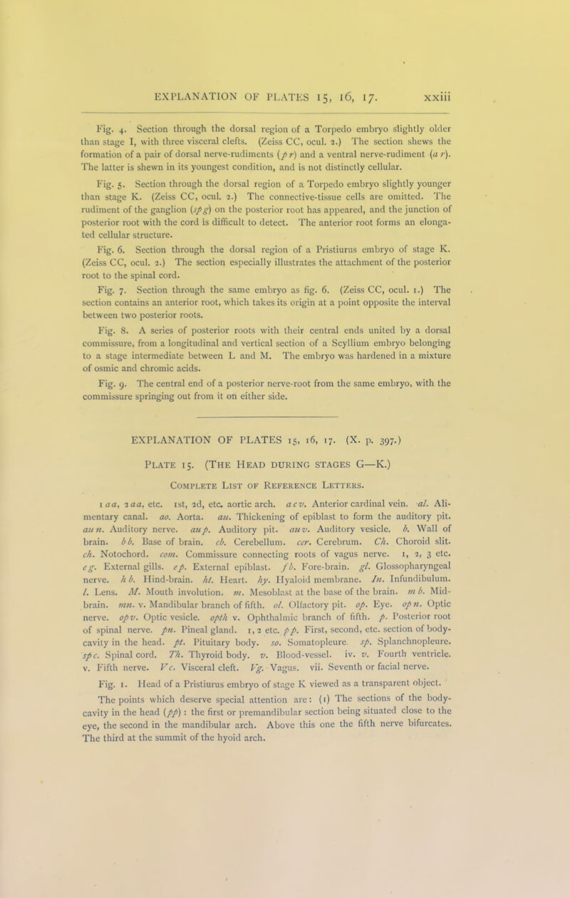 Fig. 4. Section through the dorsal region of a Torpedo embryo slightly older than stage I, with three visceral clefts. (Zeiss CC, ocul. 2.) The section shews the formation of a pair of dorsal nerve-rudiments (/ r) and a ventral nerve-rudiment (a r). The latter is shewn in its youngest condition, and is not distinctly cellular. Fig. 5. Section through the dorsal region of a Torpedo embryo slightly younger than stage K. (Zeiss CC, ocul. 2.) The connective-tissue cells are omitted. The rudiment of the ganglion (spg) on the posterior root has appeared, and the junction of posterior root with the cord is difficult to detect. The anterior root forms an elonga- ted cellular structure. Fig. 6. Section through the dorsal region of a Pristiurus embryo of stage K. (Zeiss CC, ocul. 2.) The section especially illustrates the attachment of the posterior root to the spinal cord. Fig. 7. Section through the same embryo as fig. 6. (Zeiss CC, ocul. 1.) The section contains an anterior root, which takes its origin at a point opposite the interval between two posterior roots. Fig. 8. A series of posterior roots with their central ends united by a dorsal commissure, from a longitudinal and vertical section of a Scyllium embryo belonging to a stage intermediate between L and M. The embryo was hardened in a mixture of osmic and chromic acids. Fig. 9. The central end of a posterior nerve-root from the same embryo, with the commissure springing out from it on either side. EXPLANATION OF PLATES 15, 16, 17. (X. p. 397.) Plate 15. (The Head during stages G—K.) Complete List of Reference Letters. ma, 2aa, etc. 1st, 2d, etc. aortic arch. acv. Anterior cardinal vein. al. Ali- mentary canal, ao. Aorta. an. Thickening of epiblast to form the auditory pit. aim. Auditory nerve, atip. Auditory pit. auv. Auditory vesicle, b. Wall of brain, bb. Base of brain, cb. Cerebellum, cer. Cerebrum. Ch. Choroid slit. ch. Notochord, com. Commissure connecting roots of vagus nerve. 1, 2, 3 etc. eg. External gills, ep. External epiblast. fb. Fore-brain, gl. Glossopharyngeal nerve, h b. Hind-brain, hi. Pleart. hy. Hyaloid membrane. In. Infundibulum. 1. Lens. M. Mouth involution, m. Mesoblast at the base of the brain, in b. Mid- brain. mn. v. Mandibular branch of fifth, ol. Olfactory pit. op. Eye. opn. Optic nerve, opv. Optic vesicle, opth v. Ophthalmic branch of fifth, p. Posterior root of spinal nerve, pn. Pineal gland. 1,2 etc. pp. First, second, etc. section of body- cavity in the head. pt. Pituitary body. so. Somatoplcure. sp. Splanchnopleure. spc. Spinal cord. Th. Thyroid body. v. Blood-vessel, iv. v. Fourth ventricle, v. Fifth nerve. Vc. Visceral cleft. Vg. Vagus, vii. Seventh or facial nerve. Fig. 1. Head of a Pristiurus embryo of stage K viewed as a transparent object. The points which deserve special attention are: (1) The sections of the body- cavity in the head (pp) : the first or premandibular section being situated close to the eye, the second in the mandibular arch. Above this one the fifth nerve bifurcates. The third at the summit of the hyoid arch.