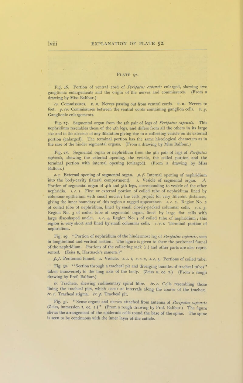 Plate 52. Fig. 26. Portion of ventral cord of Peripatus capensis enlarged, shewing two ganglionic enlargements and the origin of the nerves and commissures. (From a drawing by Miss Balfour.) co. Commissures. E. n. Nerves passing out from ventral cords. F. n. Nerves to feet. g. co. Commissures between the ventral cords containing ganglion cells, v. g. Ganglionic enlargements. Fig. 27. Segmental organ from the 5th pair of legs of Peripatus capensis. This nephridium resembles those of the 4th legs, and differs from all the others in its large size and in the absence of any dilatation giving rise to a collecting vesicle on its external portion (enlarged). The terminal portion has the same histological characters as in the case of the hinder segmental organs. (From a drawing by Miss Balfour.) Fig. 28. Segmental organ or nephridium from the 9th pair of legs of Peripatus capensis, shewing the external opening, the vesicle, the coiled portion and the terminal portion with internal opening (enlarged). (From a drawing by Miss Balfour.) 0. s. External opening of segmental organ, p.f. Internal opening of nephridium into the body-cavity (lateral compartment). s. Vesicle of segmental organ. j1. Portion of segmental organ of 4th and 5th legs, corresponding to vesicle of the other nephridia. s. c. 1. First or external portion of coiled tube of nephridium, lined by columnar epithelium with small nuclei; the cells project for very different distances, giving the inner boundary of this region a ragged appearance, s. c. 2. Region No. 2 of coiled tube of nephridium, lined by small closely-packed columnar cells, s. c. 3. Region No. 3 of coiled tube of segmental organ, lined by large flat cells with large disc-shaped nuclei, s. c. 4. Region No. 4 of coiled tube of nephridium; this region is very short and lined by small columnar cells, s. 0. t. Terminal portion of nephridium. Fig. 29. “Portion of nephridium of the hindermost leg of Peripatus capensis, seen in longitudinal and vertical section. The figure is given to shew the peritoneal funnel of the nephridium. Portions of the collecting sack (s.) and other parts are also repre- sented. (Zeiss B, Hartnack’s camera.)” p.f. Peritoneal funnel, s. Vesicle, s.c.x, s.c. 2, j. c. 3. Portions of coiled tube. Fig. 30. “ Section through a tracheal pit and diverging bundles of tracheal tubes” taken transversely to the long axis of the body. (Zeiss E, oc. 2.) (From a rough drawing by Prof. Balfour.) tr. Tracheae, shewing rudimentary spiral fibre, tr. c. Cells resembling those lining the tracheal pits, which occur at intervals along the course of the tracheae. tr. s. Tracheal stigma, tr. p. Tracheal pit. Fig. 31. “Sense organs and nerves attached from antenna of Peripatus capensis (Zeiss, immersion 2, oc. 2.)” (From a rough drawing by Prof. Balfour.) The figure shews the arrangement of the epidermis cells round the base of the spine. The spine is seen to be continuous with the inner layer of the cuticle.