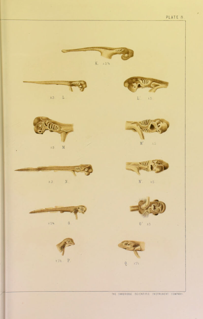 PLATE 8