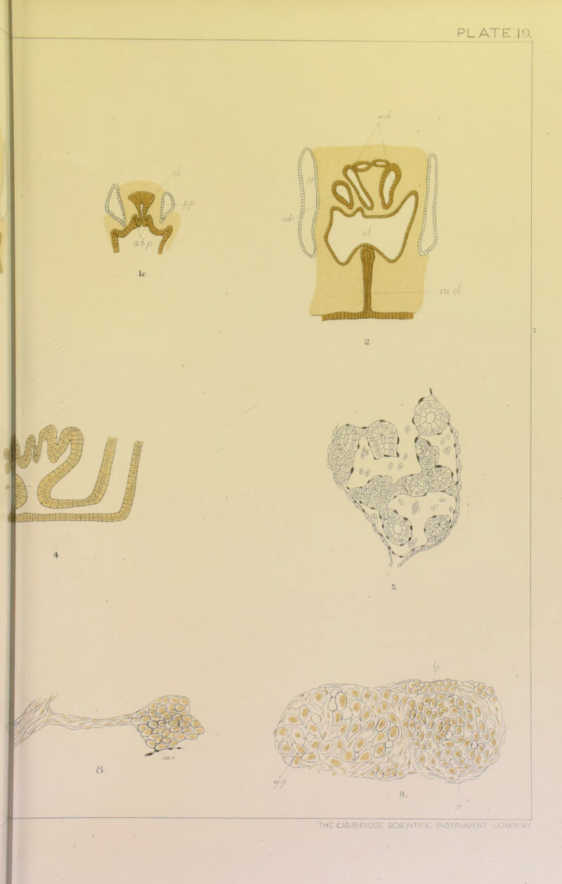 PLATE. 19. CJ