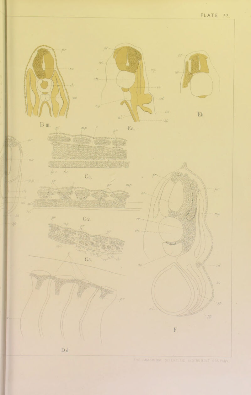 PLATE 22.