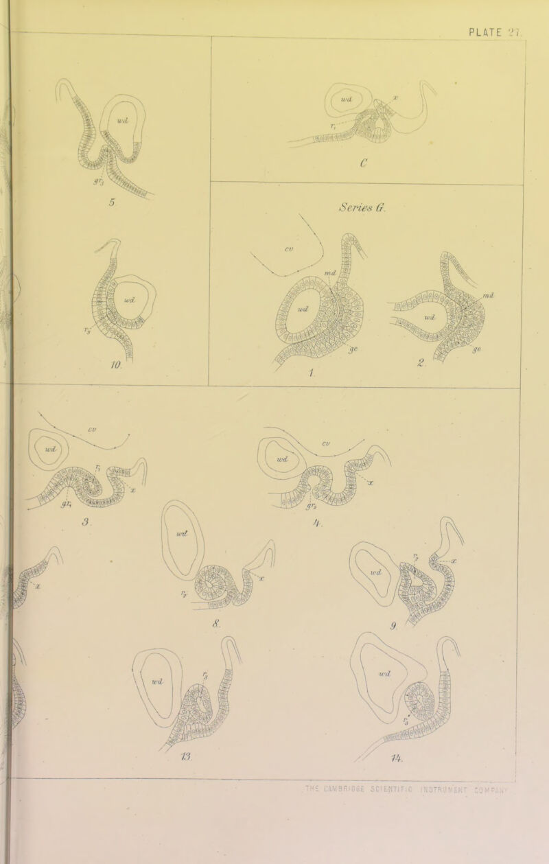 PLATE 7}