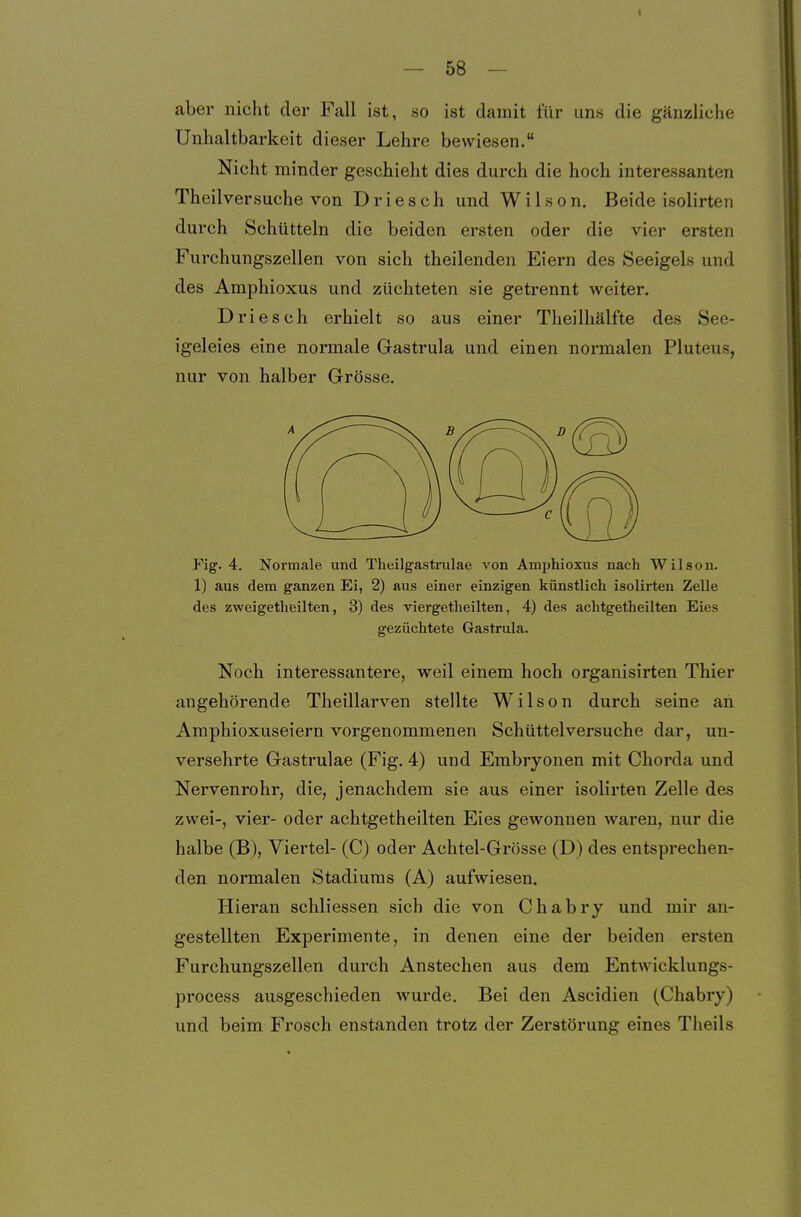 aber nicht der Fall ist, so ist damit für un« die gänzliche Unhaltbarkeit dieser Lehre bewiesen. Nicht minder geschieht dies durch die hoch interessanten Theilversuche von Driesch und Wilson. Beide isolirten durch Schütteln die beiden ersten oder die vier ersten Furchungszellen von sich theilenden Eiern des Seeigels und des Amphioxus und züchteten sie getrennt weiter. Driesch erhielt so aus einer Theilliälfte des See- igeleies eine normale Gastrula und einen normalen Pluteus, nur von halber Grösse. Fig. 4. Normale und Theilgastrulae von Amphioxus nach Wilson. 1) aus dem ganzen Ei, 2) aus einer einzigen künstlich isolirten Zelle des zweigetheilten, 3) des viergetheilten, 4) des achtgetheilten Eies gezüchtete Gastrula. Noch interessantere, weil einem hoch organisirten Thier angehörende Theillarven stellte Wilson durch seine an Amphioxuseiern vorgenommenen Schüttelversuche dar, un- versehrte Gastrulae (Fig. 4) und Embryonen mit Chorda und Nervenrohr, die, jenachdem sie aus einer isolirten Zelle des zwei-, vier- oder achtgetheilten Eies gewonnen waren, nur die halbe (B), Viertel- (C) oder Achtel-Grösse (D) des entsprechen- den normalen Stadiums (A) aufwiesen. Hieran schliessen sich die von Chabry und mir an- gestellten Experimente, in denen eine der beiden ersten Furchungszellen durch Anstechen aus dem EntAvicklungs- process ausgeschieden w^urde. Bei den Ascidien (Chabry) und beim Frosch enstanden trotz der Zerstörung eines Theils