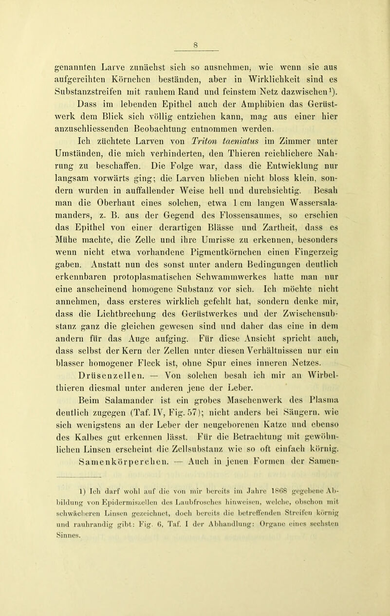 genannten Larve zunächst sich so ausnehmen, wie wenn sie aus aufgereihten Körnchen beständen, aber in Wirklichkeit sind es Substanzstreifen mit rauhem Rand und feinstem Netz dazwischen1). Dass im lebenden Epithel auch der Amphibien das Gerüst- werk dem Blick sich völlig entziehen kann, mag aus einer hier anzuschliessenden Beobachtung entnommen werden. Ich züchtete Larven von Triton taeniatus im Zimmer unter Umständen, die mich verhinderten, den Thieren reichlichere Nah- rung zu beschaffen. Die Folge war, dass die Entwicklung nur langsam vorwärts ging; die Larven blieben nicht bloss klein, son- dern wurden in auffallender Weise hell und durchsichtig. Besah man die Oberhaut eines solchen, etwa 1 cm langen Wassersala- manders, z. B. aus der Gegend des Flossensaumes, so erschien das Epithel von einer derartigen Blässe und Zartheit, dass es Mühe machte, die Zelle und ihre Umrisse zu erkennen, besonders wenn nicht etwa vorhandene Pigmentkörnchen einen Fingerzeig gaben. Anstatt nun des sonst unter andern Bedingungen deutlich erkennbaren protoplasmatischen Schwammwerkes hatte man nur eine anscheinend homogene Substanz vor sich. Ich möchte nicht annehmen, dass erste res wirklich gefehlt hat, sondern denke mir, dass die Lichtbrechung des Gerüstwerkes und der Zwischensub- stanz ganz die gleichen gewesen sind und daher das eine in dem andern für das Auge aufging. Für diese Ansicht spricht auch, dass selbst der Kern der Zellen unter diesen Verhältnissen nur ein blasser homogener Fleck ist, ohne Spur eines inneren Netzes. Drüsenzellen. — Von solchen besah ich mir an Wirbel- thieren diesmal unter anderen jene der Leber. Beim Salamander ist ein grobes Maschenwerk des Plasma deutlich zugegen (Taf. IV, Fig. 57); nicht anders bei Säugern, wie sich wenigstens an der Leber der neugeborenen Katze und ebenso des Kalbes gut erkennen lässt. Für die Betrachtung mit gewöhn- lichen Linsen erscheint die Zellsubstanz wie so oft einfach körnig. Samenkörperchen. — Auch in jenen Formen der Samcn- 1) Ich darf wohl auf die von mir bereits im Jahre 1868 gegebene Ab- bildung von Epidermiszellen des Laubfrosches hinweisen, welche, obschon mit schwächeren Linsen gezeichnet, doch bereits die betreffenden Streifen körnig und rauhrandig gibt: Fig. 6, Taf. I der Abhandlung: Organe eines sechsten Sinnes.