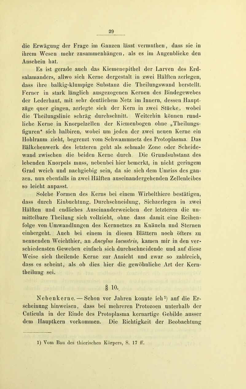 die Erwägung der Frage im Ganzen lässt vermuthen, dass sie in ihrem Wesen mehr Zusammenhängen, als es im Augenblicke den Anschein hat. Es ist gerade auch das Kiemenepithel der Larven des Erd- salainanders, allwo sich Kerne dergestalt in zwei Hälften zerlegen, dass ihre balkig-klumpige Substanz die Theilungswand herstellt. Ferner in stark länglich ausgezogenen Kernen des Bindegewebes der Lederhaut, mit sehr deutlichem Netz im Innern, dessen Haupt- züge quer gingen, zerlegte sich der Kern in zwei Stücke, wobei die Theilungslinie schräg durchschnitt. Weiterhin können rund- liche Kerne in Knorpelzellen der Kiemenbogen ohne „Theilungs- liguren“ sich halbiren, wobei um jeden der zwei neuen Kerne ein Hohlraum zieht, begrenzt vom Schwammnetz des Protoplasma. Das Bälkchenwerk des letzteren geht als schmale Zone oder Scheide- wand zwischen die beiden Kerne durch. Die Grundsubstanz des lebenden Knorpels muss, nebenbei hier bemerkt, in nicht geringem Grad weich und nachgiebig sein, da sie sich dem Umriss des gan- zen, nun ebenfalls in zwei Hälften auseinandergehenden Zellenleibes so leicht anpasst. Solche Formen des Kerns bei einem Wirbelthiere bestätigen, dass durch Einbuchtung, Durchschneidung, Sichzerlegen in zwei Hälften und endliches Auseinanderweichen der letzteren die un- mittelbare Theilung sich vollzieht, ohne dass damit eine Reihen- folge von Umwandlungen des Kernnetzes zu Knäueln und Sternen einhergeht. Auch bei einem in diesen Blättern noch öfters zu nennenden Weichthier, an Ancylus lacustris, kamen mir in den ver- schiedensten Geweben einfach sich durchschneidende und auf diese Weise sich theilende Kerne zur Ansicht und zwar so zahlreich, dass es scheint, als ob dies hier die gewöhnliche Art der Kern- tbeilung sei. § io.. Nebenkerne. — Schon vor Jahren konnte ich1) auf die Er- scheinung kinweisen, dass bei mehreren Protozoen unterhalb der Cuticula in der Rinde des Protoplasma kernartige Gebilde ausser dem Hauptkern Vorkommen. Die Richtigkeit der Beobachtung 1) Vom Bau des thierischen Körpers, S. 17 ff.