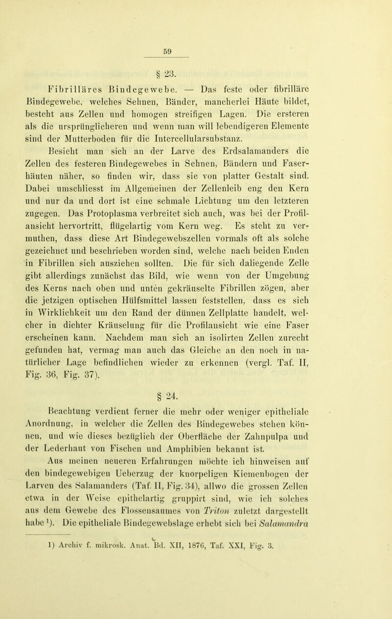 § 23. Fibrilläres Bindegewebe. — Das feste oder fibrilläre Bindegewebe, welches Sehnen, Bänder, mancherlei Häute bildet, besteht aus Zellen und homogen streifigen Lagen. Die ersteren als die ursprünglicheren und wenn man will lebendigeren Elemente sind der Mutterboden für die Intercellularsubstanz. Besicht man sich an der Larve des Erdsalamanders die Zellen des festeren Bindegewebes in Sehnen, Bändern und Faser- häuten näher, so finden wir, dass sie von platter Gestalt sind. Dabei umschliesst im Allgemeinen der Zellenleib eng den Kern und nur da und dort ist eine schmale Lichtung um den letzteren zugegen. Das Protoplasma verbreitet sich auch, was bei der Profil- ansicht hervortritt, flügelartig vom Kern weg. Es steht zu ver- muthen, dass diese Art Bindegewebszellen vormals oft als solche gezeichnet und beschrieben worden sind, welche nach beiden Enden in Fibrillen sich ausziehen sollten. Die für sich daliegende Zelle gibt allerdings zunächst das Bild, wie wenn von der Umgebung des Kerns nach oben und unten gekräuselte Fibrillen zögen, aber die jetzigen optischen Hülfsmittel lassen feststellen, dass es sich in Wirklichkeit um den Rand der dünnen Zellplatte handelt, wel- cher in dichter Kräuselung für die Profilansicht wie eine Faser erscheinen kann. Nachdem man sich an isolirten Zellen zurecht gefunden hat, vermag man auch das Gleiche an den noch in na- türlicher Lage befindlichen wieder zu erkennen (vergl. Taf. II, Fig. 36, Fig. 37). § 24. Beachtung verdient ferner die mehr oder weniger epitheliale Anordnung, in welcher die Zellen des Bindegewebes stehen kön- nen, und wie dieses bezüglich der Oberfläche der Zahnpulpa und der Lederhaut von Fischen und Amphibien bekannt ist. Aus meinen neueren Erfahrungen möchte ich hinweisen auf den bindegewebigen Ueberzug der knorpeligen Kiemenbogen der Larven des Salamanders (Taf. II, Fig. 34), allwo die grossen Zellen etwa in der Weise epithelartig gruppirt sind, wie ich solches aus dem Gewebe des Flossensaumes von Triton zuletzt dargestellt habe1). Die epitheliale Bindegewebslage erhebt sich bei Salamandra 1) Archiv f. mikrosk. Anat. Bd. XII, 1870, Taf. XXI, Fig. 3.