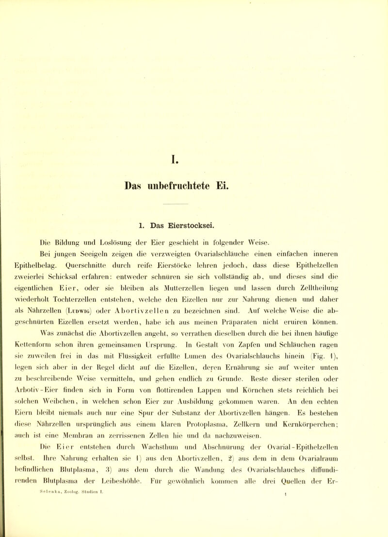 Das unbefruchtete Ei. 1. Das Eierstocksei. Die Bildung und Loslösung der Eier geschieht in folgender Weise. Bei jungen Seeigeln zeigen die verzweigten Ovarialschläuche einen einfachen inneren Epithelbelag. Querschnitte durch reife Eierstöcke lehren jedoch, dass diese Epithelzellen zweierlei Schicksal erfahren: entweder schnüren sie sich vollständig ab, und dieses sind die eigentlichen Eier, oder sie bleiben als Mutterzellen liegen und lassen durch Zelltheilung wiederholt Tochterzellen entstehen, welche den Eizellen nur zur Nahrung dienen und daher als Nährzellen (Ludwig) oder Abortivzellen zu bezeichnen sind. Auf welche Weise die ab- geschnürten Eizellen ersetzt werden, habe ich aus meinen Präparaten nicht eruiren können. Was zunächst die Abortivzellen angeht, so verrathen dieselben durch die bei ihnen häufige Kettenform schon ihren gemeinsamen Ursprung. In Gestalt von Zapfen und Schläuchen ragen sie zuweilen frei in das mit Flüssigkeit erfüllte Lumen des Ovarialschlauchs hinein (Fig. I), legen sich aber in der Hegel dicht auf die Eizellen, deren Ernährung sie auf weiter unten zu beschreibende Weise vermitteln, und gehen endlich zu Grunde. Beste dieser sterilen oder Arbotiv-Eier finden sich in Form von flottirenden Lappen und Körnchen stets reichlich bei solchen Weibchen, in welchen schon Eier zur Ausbildung gekommen waren. An den echten Eiern bleibt niemals auch nur eine Spur der Substanz der Abortivzellen hängen. Es bestehen diese Nährzellen ursprünglich aus einem klaren Protoplasma, Zellkern und Kernkörperchen; auch ist eine Membran an zerrissenen Zellen hie und da nachzuweisen. Die Eier entstehen durch Wachsthum und Abschnürung der Ovarial-Epithelzellen selbst. Ihre Nahrung erhalten sie I) aus den Abortivzellen, 2) aus dem in dem Ovarialraum befindlichen Blutplasma, 3) aus dem durch die Wandung des Ovarialschlauches diffundi- renden Blutplasma der Leibeshöhle. Für gewöhnlich kommen alle drei Quellen der Er- Selenka, Zoolog. Studien I. 1