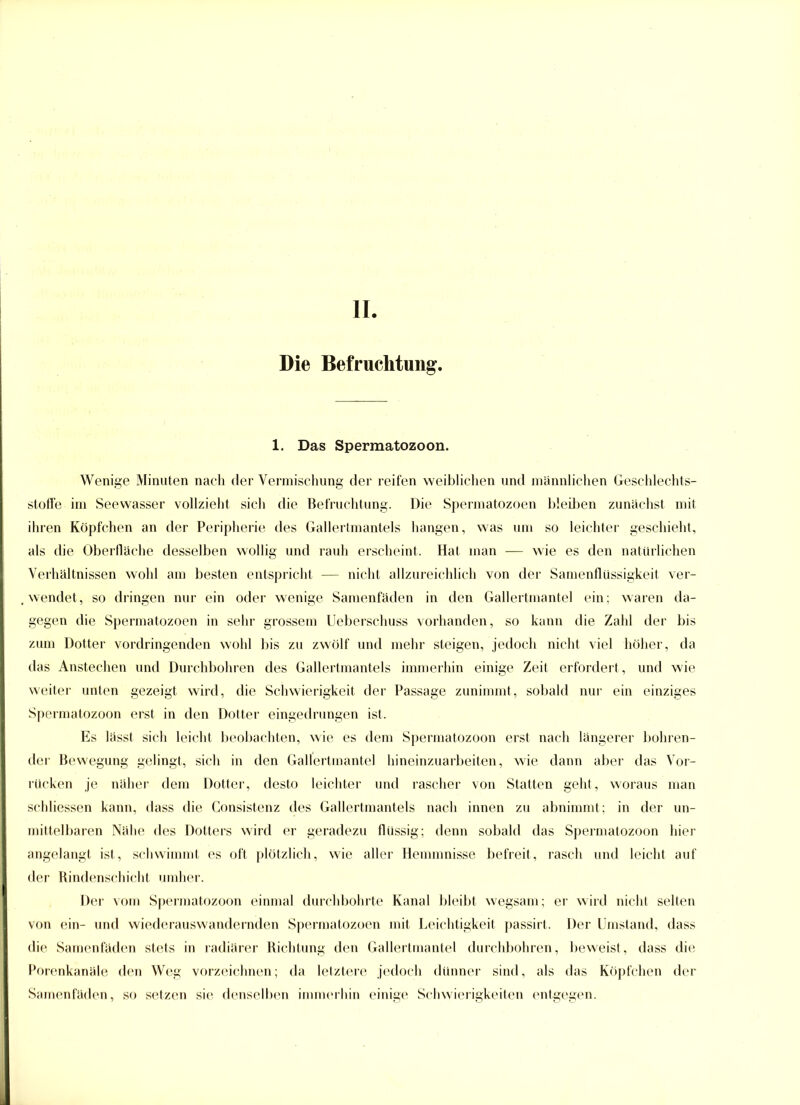 Die Befruchtung. 1. Das Spermatozoon. Wenige Minuten nach der Vermischung der reifen weiblichen und männlichen Geschlechts- stoffe im Seevvasser vollzieht sich die Befruchtung. Die Spermatozoen bleiben zunächst mit ihren Köpfchen an der Peripherie des Gallertmantels hangen, was um so leichter geschieht, als die Oberfläche desselben wollig und rauh erscheint. Hat man — wie es den natürlichen Verhältnissen wohl am besten entspricht — nicht allzureichlich von der Samenflüssigkeit ver- wendet, so dringen nur ein oder wenige Samenfäden in den Gallertmantel ein; waren da- gegen die Spermatozoen in sehr grossem Ueberschuss vorhanden, so kann die Zahl der bis zum Dotter vordringenden wohl bis zu zwölf und mehr steigen, jedoch nicht viel höher, da das Anstechen und Durchbohren des Gallertmantels immerhin einige Zeit erfordert, und wie weiter unten gezeigt wird, die Schwierigkeit der Passage zunimmt, sobald nur ein einziges Spermatozoon erst in den Dotter eingedrungen ist. Es lässt sich leicht beobachten, wie es dem Spermatozoon erst nach längerer bohren- der Bewegung gelingt, sich in den Gallertmantel hineinzuarbeiten, wie dann aber das Vor- rücken je näher dem Dotter, desto leichter und rascher von Statten geht, woraus man schliessen kann, dass die Consistenz des Gallertmantels nach innen zu abnimmt; in der un- mittelbaren Nähe des Dotters wird er geradezu flüssig; denn sobald das Spermatozoon hier angelangt ist, schwimmt es oft plötzlich, wie aller Hemmnisse befreit, rasch und leicht auf der Rindenschicht umher. Der vom Spermatozoon einmal durchbohrte Kanal bleibt wegsam; er wird nicht selten von ein- und wiederauswandernden Spermatozoen mit Leichtigkeit passirt. Der Umstand, dass die Samenfäden stets in radiärer Richtung den Gallertmantel durchbohren, beweist, dass die Porenkanäle den Weg vorzeichnen; da letztere jedoch dünner sind, als das Köpfchen der Samenfäden, so setzen sie denselben immerhin einige Schwierigkeiten entgegen.