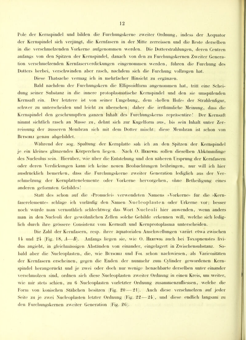 Pule der Kernspindel und bilden die Furchungskerne zweiter Ordnung, indess der Aequator der Kernspindel sich verjüngt, die Kernfasern in der Mitte zerreissen und die Reste derselben in die verschmelzenden Vorkerne aufgenommen werden. Die Dotterstrahlungen, deren Centren anfangs von den Spitzen der Kernspindel, danach von den zu Furchungskernen Zweiter Genera- tion verschmelzenden Kernfaserverdickungen eingenommen werden, führen die Furchung des Dotters herbei, verschwinden aber rasch, nachdem sich die Furchung vollzogen hat. Diese Thatsache vermag ich in mehrfacher Hinsicht zu ergänzen. Bald nachdem der Furchungskern die Ellipsoidform angenommen hat, tritt eine Schei- dung seiner Substanz in die innere protoplasmatische Kernspindel und den sie umspülenden Kernsaft ein. Der letztere ist von seiner Umgebung, dem »hellen Hofe« der Strahlenfigur, schwer zu unterscheiden und leicht zu übersehen; daher die irrthümliche Meinung, dass die Kernspindel den geschrumpften ganzen Inhalt des Furchungskerns repräsentire! Der Kernsaft nimmt sichtlich rasch an Masse zu, dehnt sich zur Kugelform aus, bis sein Inhalt unter Zer- reissung der äusseren Membran sich mit dem Dotter mischt; diese Membran ist schon von Butschlf genau abgebildet. Während der sog. Spaltung der Kernplatte sah ich an den Spitzen der Kernspindel je ein kleines glänzendes Körperchen liegen. Nach 0. Hertwig sollen dieselben Abkömmlinge des Nucleolus sein. Hierüber, wie über die Entstehung und den näheren Ursprung der Kernfasern oder deren Verdickungen kann ich keine neuen Beobachtungen beibringen, nur will ich hier ausdrücklich bemerken, dass die Furchungskerne zweiter Generation lediglich aus der Ver- schmelzung der Kernplattenelemente oder Vorkerne hervorgehen, ohne Betheiligung eines anderen geformten Gebildes! Statt des schon auf die »Pronuclei« verwendeten Namens »Vorkerne« für die »Kern- faserelemente« schlage ich vorläufig den Namen Nucleoplasten oder Urkerne vor; besser noch würde man vermuthlicb schlechtweg das Wort Nucleoli hier anwenden, wenn anders man in den Nucleoli der gewöhnlichen Zellen solche Gebilde erkennen will, welche sich ledig- lich durch ihre grössere Consistenz vom Kernsaft und Kernprotoplasmä unterscheiden. Die Zahl der Kernfasern, resp. ihrer äquatorialen Anschwellungen variirt etwa zwischen 14 und 24 (Fig. 18, A—ß). Anfangs liegen sie, wie 0. Hertwig auch bei Toxopneustes livi- dus angiebt, in gleichmässigen Abständen von einander, eingelagert in Zwischensubstanz. So- bald aber die Nucleoplasten, die, wie Bitschli und Fol schon nachwiesen, als Varicositäten der Kernfasern erscheinen, gegen die Enden der nunmehr zum Cylinder gewordenen Kern- spindel herangerückt und je zwei oder doch nur wenige benachbarte derselben unter einander verschmolzen sind, ordnen sich diese Nucleoplasten zweiter Ordnung in einen Kreis, um weiter, wie mir stets schien, zu 6 Nucleoplasten vorletzter Ordnung zusammenzufliessen, welche die Form von konischen Stäbchen besitzen (Fig. 20 — 21). Auch diese verschmelzen auf jeder Seite zu je zwei Nucleoplasten letzter Ordnung (Fig. 22 — 24), und diese endlich langsam zu den Furchungskernen zweiter Generation Fig. 26).