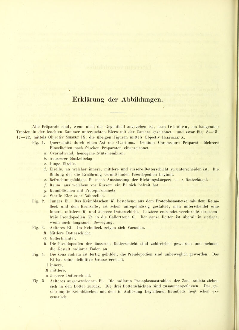 Tropfen 17—22, Erklärung- der Abbildungen. a. b. c. d. e. f- 9- x. Alle Präparate sind, wenn nicht das Gegentheil angegeben ist, nach frischen, am hangenden in der feuchten Kammer untersuchten Eiern mit der Camera gezeichnet, und zwar Fig. 8—15, mittels Objectiv Seibert IX, die übrigen Figuren mittels Objectiv IIartnack X. Fig. I. Querschnitt durch einen Ast des Ovariums. Osmium-Chromsäure-Präparat. Mehrere Einzelheiten nach frischen Präparaten eingezeichnet. Ovarialwand, homogene Stützmembran. Aeusserer Muskelbelag. Junge Eizelle. Eizelle, an welcher innere, mittlere und äussere Dotterschicht zu unterscheiden ist. Die Bildung der die Ernährung vermittelnden Pseudopodien beginnt. Befruchtungsfähiges Ei (nach Ausstossung der Richtungskörper). — s Dotterhügel. Raum aus welchem vor Kurzem ein. Ei sich befreit hat. Keimbläschen mit Protoplasmanetz. Sterile Eier oder Nährzellen. Fig. 2. Junges Ei. Das Keimbläschen Ä', bestehend aus dem Protoplasmanetze mit dem Keim- lleck und dem Kernsafte, ist schon unregelmässig gestaltet; man unterscheidet eine innere, mittlere R und äussere Dotterschicht. Letztere entsendet vereinzelte körnchen- freie Pseudopodien B) in die Gallertzone G. Der ganze Dotter ist überall in stetiger, wenn auch langsamer Bewegung. Fig. 3. Aelteres Ei. Im Keimfleck zeigen sich Vacuolen. R. Mittlere Dotterschicht. G. Gallertmantel. B. Die Pseudopodien der äusseren Dotterschicht sind zahlreicher geworden und nehmen die Gestalt radiärer Fäden an. Fig. 4. Die Zona radiata ist fertig gebildet, die Pseudopodien sind unbeweglich geworden. Das Ei hat seine definitive Grösse erreicht. i innere, R mittlere, a äussere Dotterschicht. Fig. 5. Aelteres ausgewachsenes Ei. Die radiären Protoplasmastrahlen der Zona radiata ziehen sich in den Dotter zurück. Die drei Dotterschichten sind zusammengeflossen. Das ge- schrumpfte Keimbläschen mit dem in Auflösung begriffenen Keimfleck liegt schon ex- centrisch.