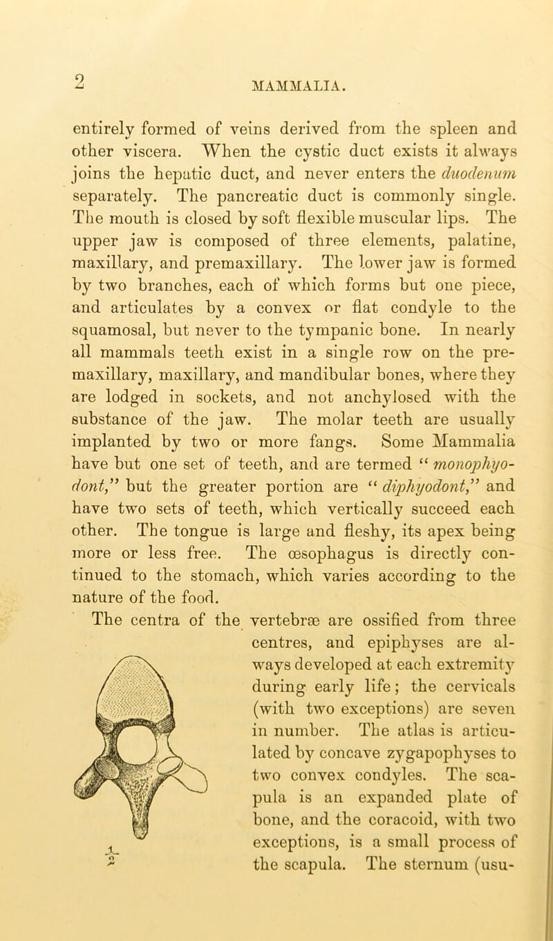 o MAMMALIA. entirely formed of veins derived from the spleen and other viscera. When the cystic duct exists it always joins the hepatic duct, and never enters the duodenum separately. The pancreatic duct is commonly single. The mouth is closed by soft flexible muscular lips. The upper jaw is composed of three elements, palatine, maxillary, and premaxillary. The lower jaw is formed by two branches, each of which forms but one piece, and articulates by a convex or flat condyle to the squamosal, but never to the tympanic bone. In nearly all mammals teeth exist in a single row on the pre- maxillary, maxillary, and mandibular bones, where they are lodged in sockets, and not anchylosed with the substance of the jaw. The molar teeth are usually implanted by two or more fangs. Some Mammalia have but one set of teeth, and are termed “ monophyo- dont,” but the greater portion are “ diphyodont,” and have two sets of teeth, which vertically succeed each other. The tongue is large and fleshy, its apex being more or less free. The oesophagus is directly con- tinued to the stomach, which varies according to the nature of the food. The centra of the vertebrae are ossified from three centres, and epiphyses are al- ways developed at each extremity during early life; the cervicals (with two exceptions) are seven in number. The atlas is articu- lated by concave zygapophyses to two convex condyles. The sca- pula is an expanded plate of bone, and the coracoid, with two exceptions, is a small process of the scapula. The sternum (usu-