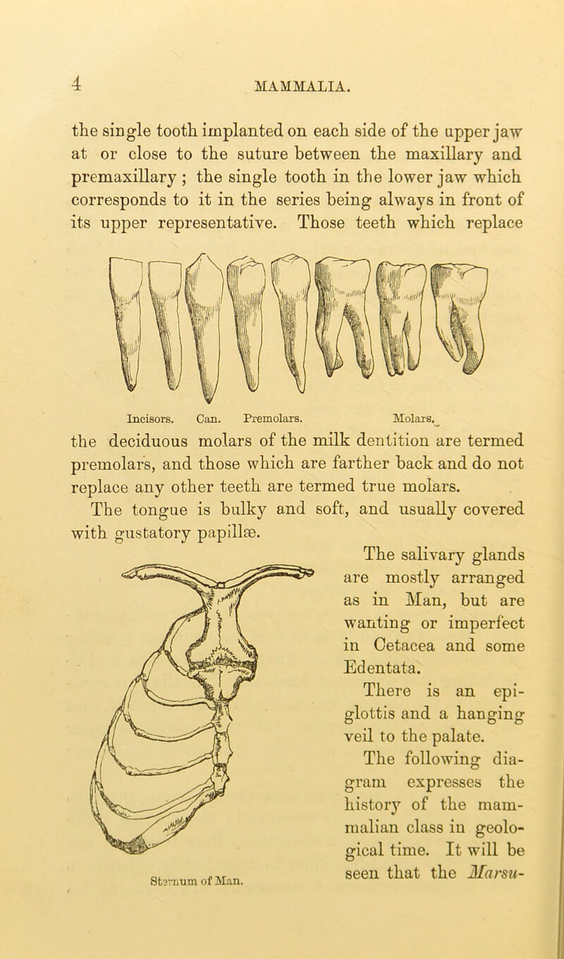 the single tooth implanted on each side of the upper jaw at or close to the suture between the maxillary and premaxillary ; the single tooth in the lower jaw which corresponds to it in the series being always in front of its upper representative. Those teeth which replace the deciduous molars of the milk dentition are termed premolars, and those which are farther hack and do not replace any other teeth are termed true molars. The tongue is bulky and soft, and usually covered with gustatory papillae. Stsviium of Man. The salivary glands are mostly arranged as in Man, but are wanting or imperfect in Cetacea and some Edentata. There is an epi- glottis and a hanging veil to the palate. The following dia- gram expresses the histoiy of the mam- malian class in geolo- gical time. It will be seen that the Marsu-