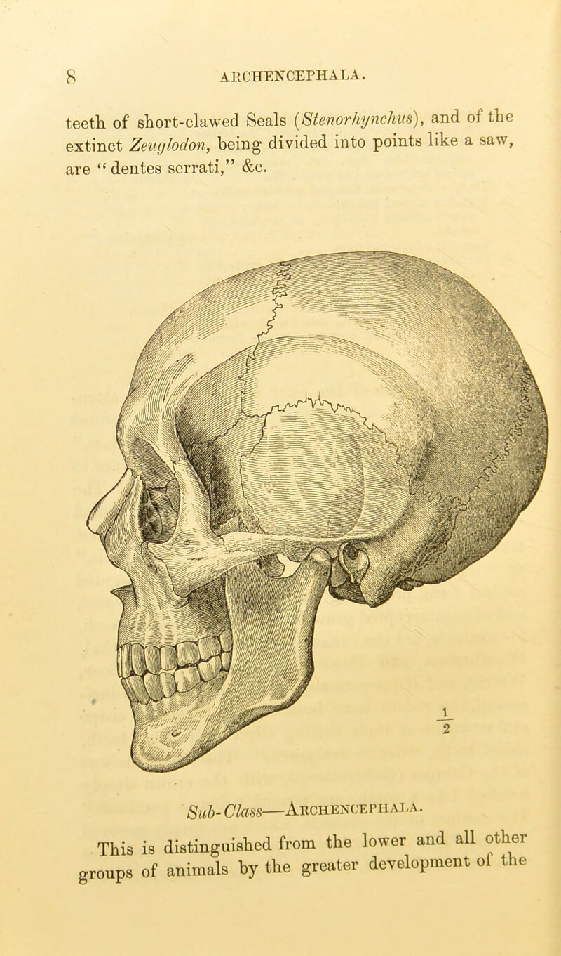 teeth of short-clawed Seals (Stenorhynchus), and of the extinct Zeugloclon, being divided into points like a saw, are “dentes serrati,” &c. Sub-Class—Archencephala. This is distinguished from the lower and all other groups of animals by the greater development ol the