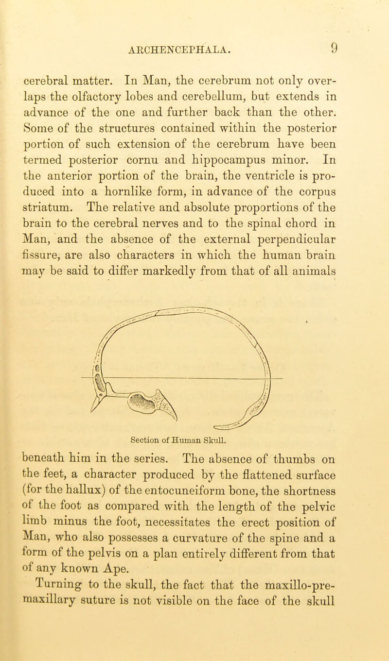 cerebral matter. In Man, the cerebrum not only over- laps the olfactory lobes and cerebellum, but extends in advance of the one and further back than the other. Some of the structures contained within the posterior portion of such extension of the cerebrum have been termed posterior cornu and hippocampus minor. In the anterior portion of the brain, the ventricle is pro- duced into a hornlike form, in advance of the corpus striatum. The relative and absolute proportions of the brain to the cerebral nerves and to the spinal chord in Man, and the absence of the external perpendicular fissure, are also characters in which the human brain may be said to differ markedly from that of all animals beneath him in the series. The absence of thumbs on the feet, a character produced by the flattened surface (for the hallux) of the entocuneiform bone, the shortness of the foot as compared with the length of the pelvic limb minus the foot, necessitates the erect position of Man, who also possesses a curvature of the spine and a form of the pelvis on a plan entirely different from that of any known Ape. Turning to the skull, the fact that the maxillo-pre- maxillary suture is not visible on the face of the skull
