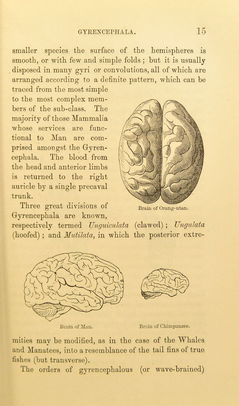 smaller species the surface of the hemispheres is smooth, or with few and simple folds ; blit it is usually- disposed in many gyri or convolutions, all of which are arranged according to a definite pattern, which can be traced from the most simple to the most complex mem- bers of the sub-class. The majority of those Mammalia whose services are func- tional to Man are com- prised amongst the Gyren- cephala. The blood from the head and anterior limbs is returned to the right auricle by a single precaval trunk. Three great divisions of Gyrencephala are known, respectively termed Unguiculata (clawed) ; TJngulata (hoofed) ; and Mutilata, in which the posterior extre- Brain of Orang-utan. Brain of Man. Brain of Chimpanzee. mifcies mav be modified, as in the case of the Whales V 7 and Manatees, into a resemblance of the tail fins of true fishes (but transverse). The orders of gyrenccphalous (or wave-brained)