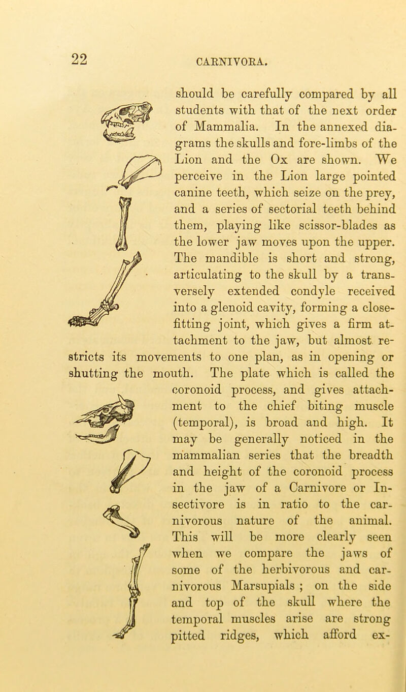 should be carefully compared by all students with that of the next order of Mammalia. In the annexed dia- grams the skulls and fore-limbs of the Lion and the Ox are shown. We perceive in the Lion large pointed canine teeth, which seize on the prey, and a series of sectorial teeth behind them, playing like scissor-blades as the lower jaw moves upon the upper. The mandible is short and strong, articulating to the skull by a trans- versely extended condyle received into a glenoid cavity, forming a close- fitting joint, which gives a firm at- tachment to the jaw, but almost re- stricts its movements to one plan, as in opening or shutting the mouth. The plate which is called the coronoid process, and gives attach- ment to the chief biting muscle (temporal), is broad and high. It may be generally noticed in the mammalian series that the breadth and height of the coronoid process in the jaw of a Carnivore or In- sectivore is in ratio to the car- nivorous nature of the animal. This will be more clearly seen when we compare the jaws of some of the herbivorous and car- nivorous Marsupials ; on the side and top of the skull where the temporal muscles arise are strong pitted ridges, which afford ex-