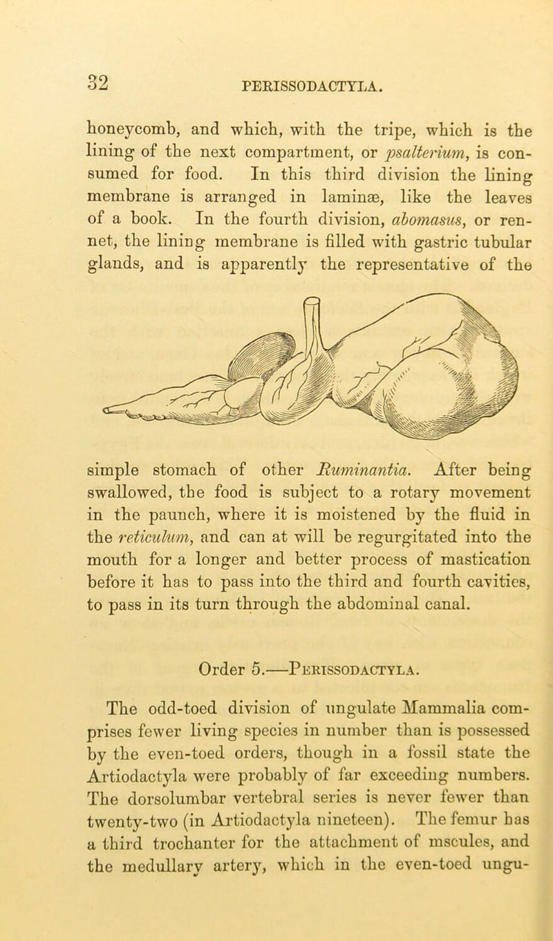 honeycomb, and which, with the tripe, which is the lining of the next compartment, or psalterium, is con- sumed for food. In this third division the lining membrane is arranged in laminae, like the leaves of a book. In the fourth division, abomasus, or ren- net, the lining membrane is filled with gastric tubular glands, and is apparently the representative of the simple stomach of other Ruminantia. After being swallowed, the food is subject to a rotary movement in the paunch, where it is moistened by the fluid in the reticulum, and can at will be regurgitated into the mouth for a longer and better process of mastication before it has to pass into the third and fourth cavities, to pass in its turn through the abdominal canal. Order 5.—Pertssodactyla. The odd-toed division of ungulate Mammalia com- prises fewer living species in number than is possessed by the even-toed orders, though in a fossil state the Artiodactyla were probably of far exceeding numbers. The dorsolumbar vertebral series is never fewer than twenty-two (in Artiodactyla nineteen). The femur has a third trochanter for the attachment of mscules, and the medullary artery, which in the even-toed ungu-