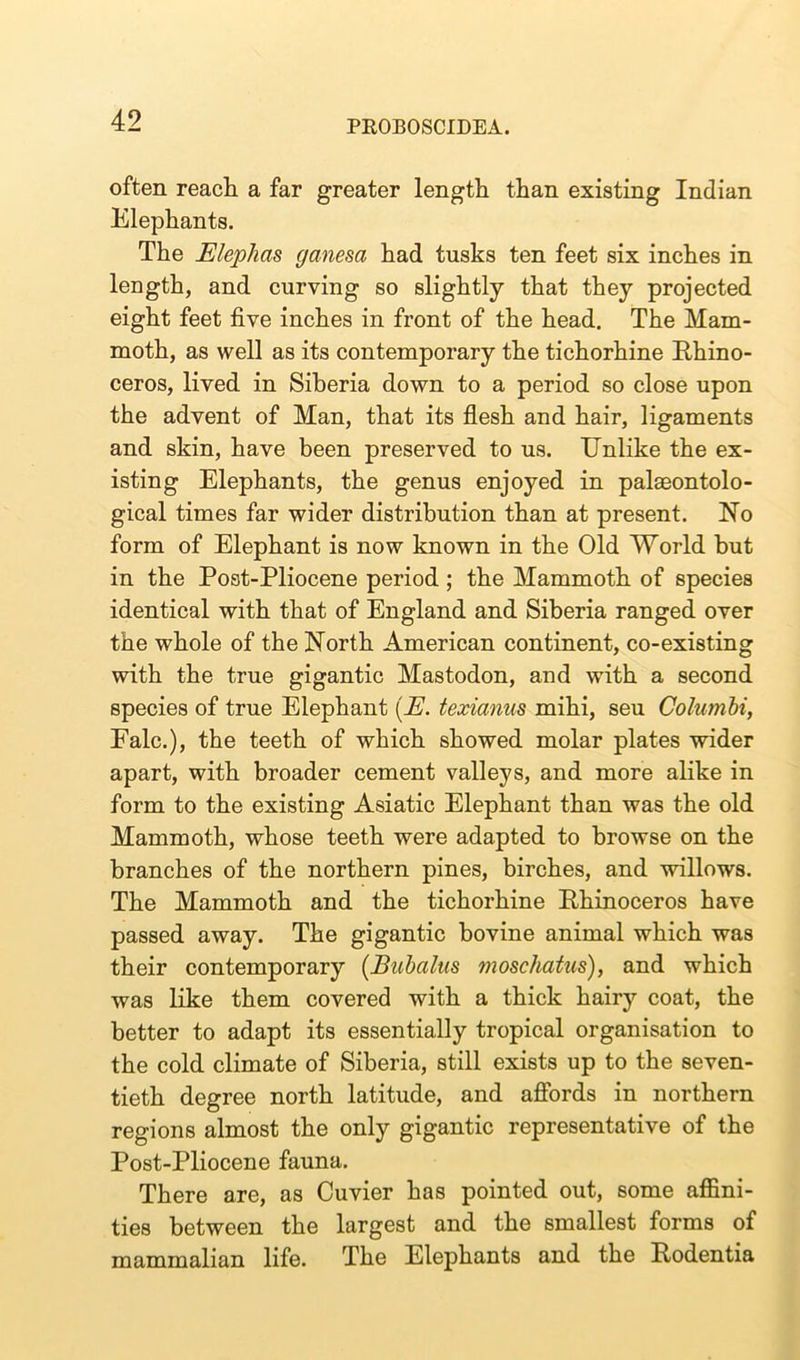 often reach a far greater length than existing Indian Elephants. The Elephas ganesa had tusks ten feet six inches in length, and curving so slightly that they projected eight feet five inches in front of the head. The Mam- moth, as well as its contemporary the tichorhine Rhino- ceros, lived in Siberia down to a period so close upon the advent of Man, that its flesh and hair, ligaments and skin, have been preserved to us. Unlike the ex- isting Elephants, the genus enjoyed in palaeontolo- gical times far wider distribution than at present. No form of Elephant is now known in the Old World but in the Post-Pliocene period; the Mammoth of species identical with that of England and Siberia ranged over the whole of the North American continent, co-existing with the true gigantic Mastodon, and with a second species of true Elephant (E. texianus mihi, seu Columbi, Falc.), the teeth of which showed molar plates wider apart, with broader cement valleys, and more alike in form to the existing Asiatic Elephant than was the old Mammoth, whose teeth were adapted to browse on the branches of the northern pines, birches, and willows. The Mammoth and the tichorhine Rhinoceros have passed away. The gigantic bovine animal which was their contemporary (Bubalus moschatus), and which was like them covered with a thick hairy coat, the better to adapt its essentially tropical organisation to the cold climate of Siberia, still exists up to the seven- tieth degree north latitude, and affords in northern regions almost the only gigantic representative of the Post-Pliocene fauna. There are, as Cuvier has pointed out, some affini- ties between the largest and the smallest forms of mammalian life. The Elephants and the Rodentia