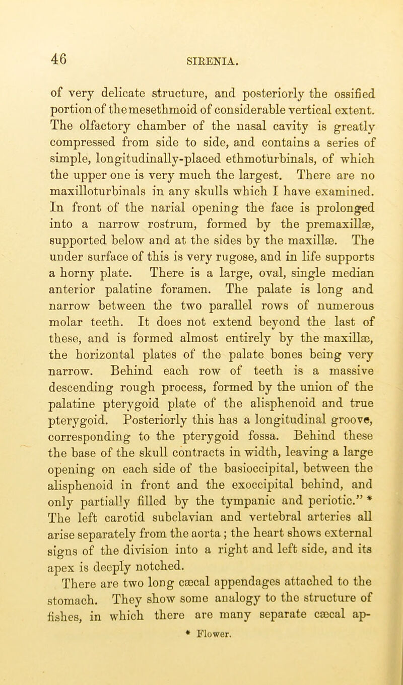 of very delicate structure, and posteriorly the ossified portion of themesethmoid of considerable vertical extent. The olfactory chamber of the nasal cavity is greatly compressed from side to side, and contains a series of simple, longitudinally-placed ethmoturbinals, of which the upper one is very much the largest. There are no maxilloturbinals in any skulls which I have examined. In front of the narial opening the face is prolonged into a narrow rostrum, formed by the premaxillae, supported below and at the sides by the maxillae. The under surface of this is very rugose, and in life supports a horny plate. There is a large, oval, single median anterior palatine foramen. The palate is long and narrow between the two parallel rows of numerous molar teeth. It does not extend beyond the last of these, and is formed almost entirely by the maxillae, the horizontal plates of the palate bones being very narrow. Behind each row of teeth is a massive descending rough process, formed by the union of the palatine pterygoid plate of the alisphenoid and true pterygoid. Posteriorly this has a longitudinal groove, corresponding to the pterygoid fossa. Behind these the base of the skull contracts in width, leaving a large opening on each side of the basioccipital, between the alisphenoid in front and the exoccipital behind, and only partially filled by the tympanic and periotic.” * The left carotid subclavian and vertebral arteries all arise separately from the aorta; the heart shows external signs of the division into a right and left side, and its apex is deeply notched. There are two long ca3cal appendages attached to the stomach. They show some analogy to the structure of fishes, in which there are many separate ca)cal ap- * Flower.