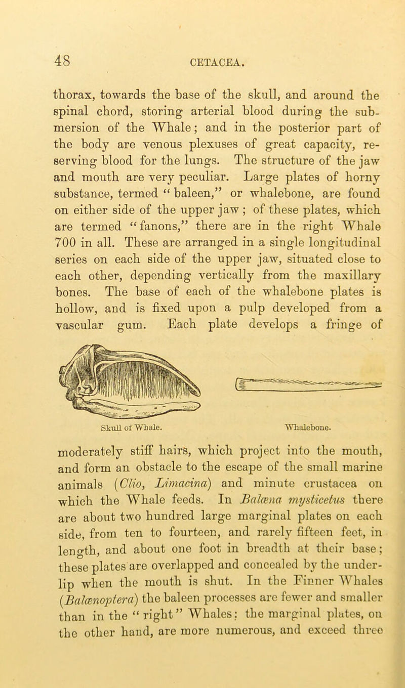 thorax, towards the base of the skull, and around the spinal chord, storing arterial blood during the sub- mersion of the Whale; and in the posterior part of the body are venous plexuses of great capacity, re- serving blood for the lungs. The structure of the jaw and mouth are very peculiar. Large plates of horny substance, termed “ baleen,” or whalebone, are found on either side of the upper jaw ; of these plates, which are termed “ fanons,” there are in the right Whale 700 in all. These are arranged in a single longitudinal series on each side of the upper jaw, situated close to each other, depending vertically from the maxillary bones. The base of each of the whalebone plates is hollow, and is fixed upon a pulp developed from a vascular gum. Each plate develops a fringe of Skull of Whale. Whalebone. moderately stiff hairs, which project into the mouth, and form an obstacle to the escape of the small marine animals (Clio, Limacina) and minute Crustacea on which the Whale feeds. In JBalcena mysticetus there are about two hundred large marginal plates on each side, from ten to fourteen, and rareh'- fifteen feet, in length, and about one foot in breadth at their base; these plates are overlapped and concealed by the under- lip when the mouth is shut. In the Finner Whales [BaJamoptera) the baleen processes are fewer and smaller than in the “ right” Whales; the marginal plates, on the other hand, are more numerous, and exceed three