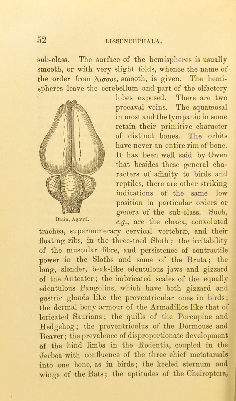 sub-class. The surface of the hemispheres is usually smooth, or with very slight folds, whence the name of the order from Amcrov, smooth, is given. The hemi- spheres leave the cerebellum and part of the olfactory lobes exposed. There are two precaval veins. The squamosal in most and the tympanic in some retain their primitive character of distinct bones. The orbits have never an entire rim of bone. It has been well said by Owen that besides these general cha- racters of affinity to birds and reptiles, there are other striking indications of the same low position in particular orders or genera of the sub-class. Such, e.g., are the cloaca, convoluted trachea, supernumerary cervical vertebras, and their floating ribs, in the three-toed Sloth ; the irritability of the muscular fibre, and persistence of contractile power in the Sloths and some of the Bruta; the long, slender, beak-like edentulous jaws and gizzard of the Anteater; the imbricated scales of the equally edentulous Pangolins, which have both gizzard and gastric glands like the proventricular ones in birds; the dermal bony armour of the Armadillos like that of loricated Saurians ; the quills of the Porcupine and Hedgehog; the proventriculus of the Dormouse and Beaver; the prevalence of disproportionate development of the hind limbs in the Bodentia, coupled in the Jerboa with confluence of the three chief metatarsals into one bone, as in birds; the keeled sternum and wings of the Bats; the aptitudes of the Cheiroptera, Brain, Agouti.