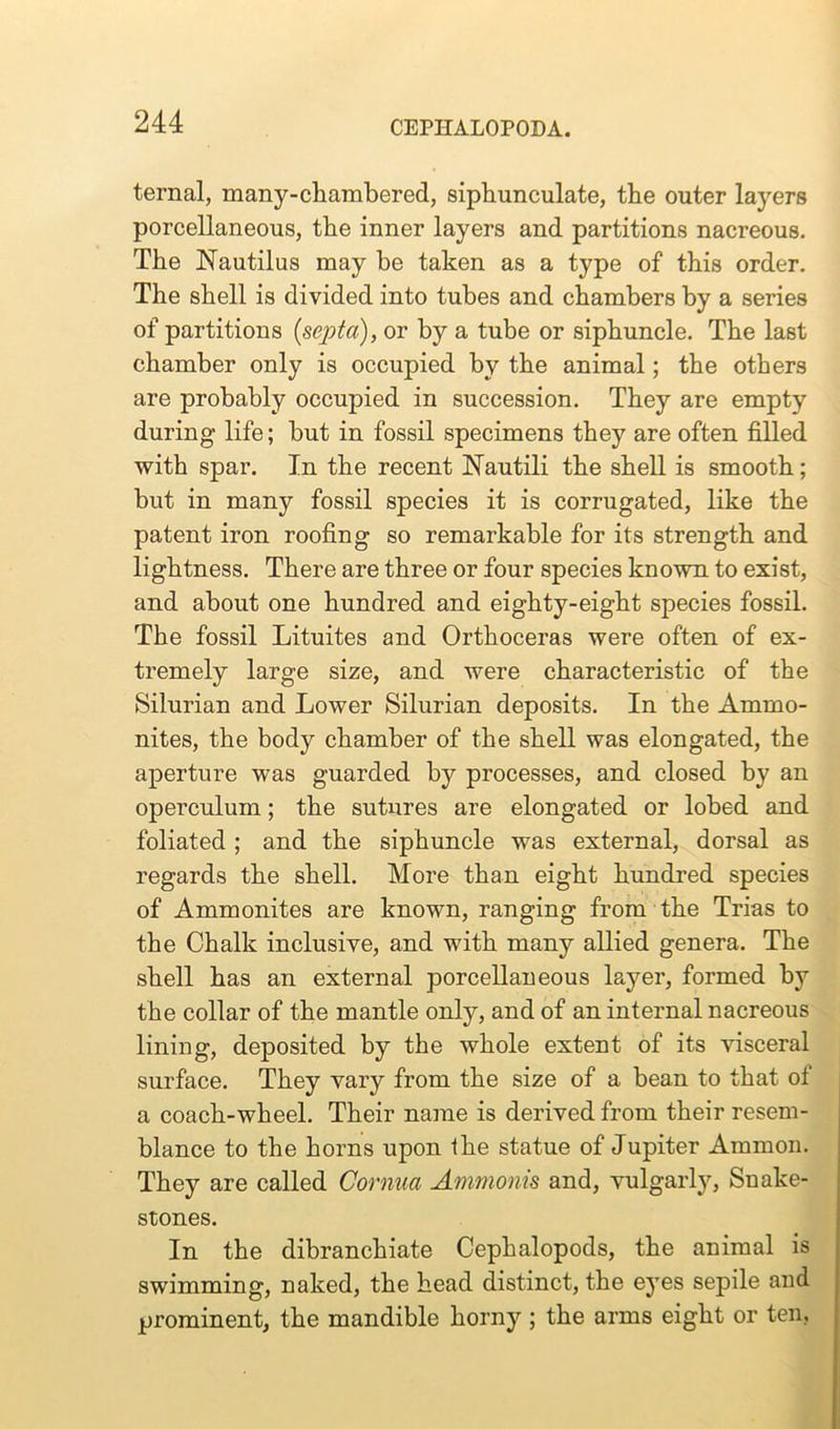 ternal, many-chambered, siphunculate, the outer layers porcellaneous, the inner layers and partitions nacreous. The Nautilus may be taken as a type of this order. The shell is divided into tubes and chambers by a series of partitions {septa), or by a tube or siphuncle. The last chamber only is occupied by the animal; the others are probably occupied in succession. They are empty during life; but in fossil specimens they are often filled with spar. In the recent Nautili the shell is smooth; but in many fossil species it is corrugated, like the patent iron roofing so remarkable for its strength and lightness. There are three or four species known to exist, and about one hundred and eighty-eight species fossil. The fossil Lituites and Orthoceras were often of ex- tremely large size, and were characteristic of the Silurian and Lower Silurian deposits. In the Ammo- nites, the body chamber of the shell was elongated, the aperture was guarded by processes, and closed by an operculum; the sutures are elongated or lobed and foliated ; and the siphuncle was external, dorsal as regards the shell. More than eight hundred species of Ammonites are known, ranging from the Trias to the Chalk inclusive, and with many allied genera. The shell has an external porcellaneous layer, formed by the collar of the mantle only, and of an internal nacreous lining, deposited by the whole extent of its visceral surface. They vary from the size of a bean to that of a coach-wheel. Their name is derived from their resem- blance to the horns upon the statue of Jupiter Ammon. They are called Cornua Ammonis and, vulgarly, Snake- stones. In the dibranchiate Cephalopods, the animal is swimming, naked, the head distinct, the eyes sepile and prominent, the mandible horny ; the arms eight or ten,