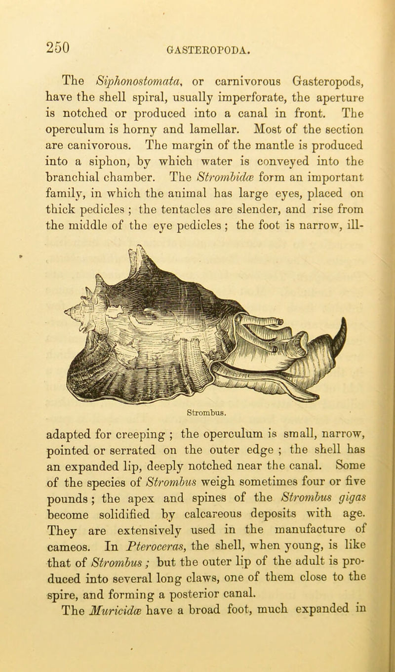 The Siphonostomata, or carnivorous Gasteropods, have the shell spiral, usually imperforate, the aperture is notched or produced into a canal in front. The operculum is horny and lamellar. Most of the section are canivorous. The margin of the mantle is produced into a siphon, by which water is conveyed into the branchial chamber. The Strombidce form an important family, in which the animal has large eyes, placed on thick pedicles ; the tentacles are slender, and rise from the middle of the eye pedicles ; the foot is narrow, ill- Strombus. adapted for creeping ; the operculum is small, narrow, pointed or serrated on the outer edge ; the shell has an expanded lip, deeply notched near the canal. Some of the species of Strombus weigh sometimes four or five pounds ; the apex and spines of the Strombus gigas become solidified by calcareous deposits with age. They are extensively used in the manufacture of cameos. In Pteroceras, the shell, when young, is like that of Strombus; but the outer lip of the adult is pro- duced into several long claws, one of them close to the spire, and forming a posterior canal. The Muricidce have a broad foot, much expanded in