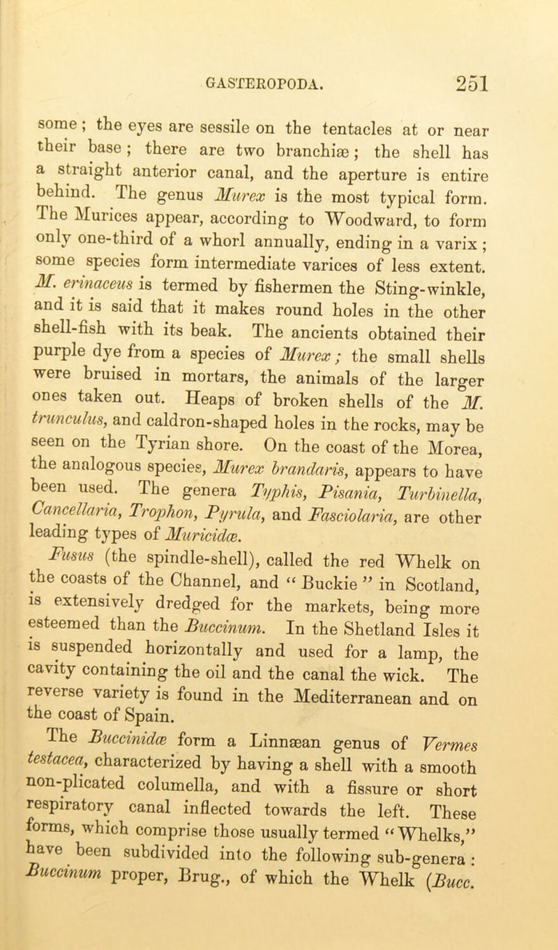 some; the eyes are sessile on the tentacles at or near their base; there are two branchiae; the shell has a straight anterior canal, and the aperture is entire behind. The genus Murex is the most typical form. The Murices appear, according to Woodward, to form onl\ one-third of a whorl annually, ending in a varix ; some species form intermediate varices of less extent. M. erinaceus is termed by fishermen the Sting-winkle, and it is said that it makes round holes in the other shell-fish with its beak. The ancients obtained their purple dye from a species of Murex; the small shells were bruised in mortars, the animals of the larger ones taken out. Heaps of broken shells of the M. trunculus, and caldron-shaped holes in the rocks, may be seen on the Tyrian shore. On the coast of the Morea, the analogous species, Murex brandaris, appears to have been used. The genera Typhis, Pisania, Turbinella, Cancellana, Trophon, Pyrula, and Fasciolaria, are other leading types of Muricidce. Fusus (the spindle-shell), called the red Whelk on the coasts of the Channel, and “ Buckie ” in Scotland, is extensively dredged for the markets, being more esteemed than the Buccinum. In the Shetland Isles it is suspended horizontally and used for a lamp, the cavity containing the oil and the canal the wick. The reverse variety is found in the Mediterranean and on the coast of Spain. The Buccinidce form a Linnaean genus of Vermes testacea, characterized by having a shell with a smooth non-plicated columella, and with a fissure or short respiratory canal inflected towards the left. These forms, which comprise those usually termed “Whelks,” have been subdivided into the following sub-generl : Buccinum proper, Brug., of which the Whelk {Bucc.