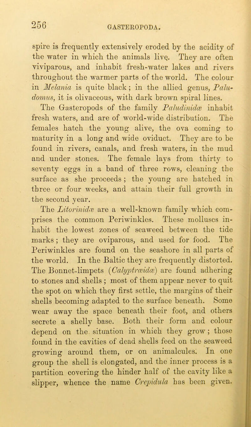 25G spire is frequently extensively eroded by the acidity of the water in which the animals livq. They are often viviparous, and inhabit fresh-water lakes and rivers throughout the warmer parts of the world. The colour in Melania is quite black; in the allied genus, Palu- domas, it is olivaceous, with dark brown spiral lines. The Gasteropods of the family Paludinidce inhabit fresh waters, and are of world-wide distribution. The females hatch the young alive, the ova coming to maturity in a long and wide oviduct. They are to be found in rivers, canals, and fresh waters, in the mud and under stones. The female lays from thirty to seventy eggs in a band of three rows, cleaning the surface as she proceeds ; the young are hatched in three or four weeks, and attain their full growth in the second year. The Litorinidee are a well-known family which com- prises the common Periwinkles. These molluscs in- habit the lowest zones of seaweed between the tide marks ; they are oviparous, and used for food. The Periwinkles are found on the seashore in all parts of the world. In the Baltic they are frequently distorted. The Bonnet-limpets (Calyptrceidce) are found adhering to stones and shells ; most of them appear never to quit the spot on which they first settle, the margins of their shells becoming adapted to the surface beneath. Some wear away the space beneath their foot, and others secrete a shelly base. Both their form and colour depend on the. situation in which they grow; those found in the cavities of dead shells feed on the seaweed growing around them, or on animalcules. In one group the shell is elongated, and the inner process is a partition covering the hinder half of the cavity like a slipper, whence the name Crcpidula has been given.