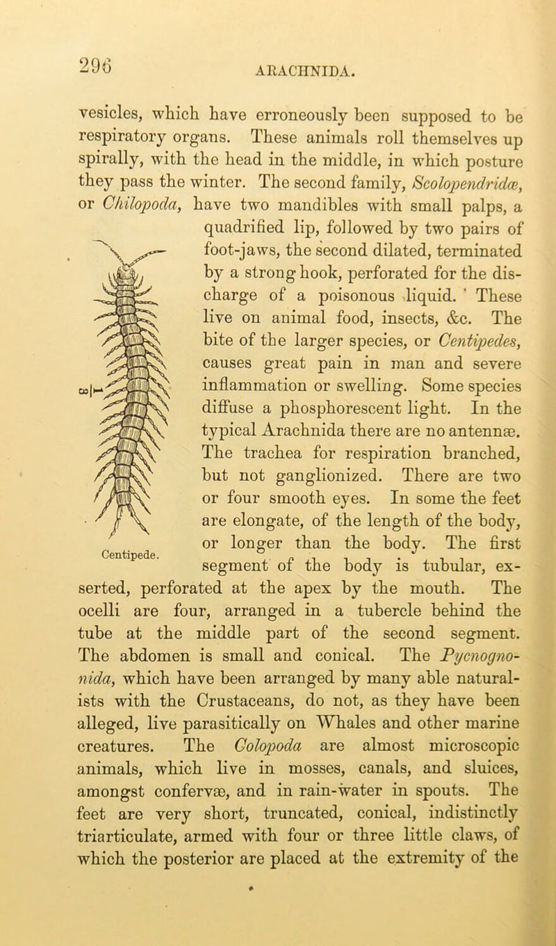 vesicles, which have erroneously been supposed to be respiratory organs. These animals roll themselves up spirally, with the head in the middle, in which posture they pass the winter. The second family, Scolopendridce, or Chilopoda, have two mandibles with small palps, a quadrified lip, followed by two pairs of foot-jaws, the second dilated, terminated by a strong hook, perforated for the dis- charge of a poisonous .liquid. ' These live on animal food, insects, &c. The bite of the larger species, or Centipedes, causes great pain in man and severe inflammation or swelling. Some species diffuse a phosphorescent light. In the typical Arachnida there are no antennte. The trachea for respiration branched, but not ganglionized. There are two or four smooth eyes. In some the feet are elongate, of the length of the body, or longer than the body. The first segment of the body is tubular, ex- serted, perforated at the apex by the mouth. The ocelli are four, arranged in a tubercle behind the tube at the middle part of the second segment. The abdomen is small and conical. The Pycnogno- nida, which have been arranged by many able natural- ists with the Crustaceans, do not, as they have been alleged, live parasitically on Whales and other marine creatures. The Colopoda are almost microscopic animals, which live in mosses, canals, and sluices, amongst confervse, and in rain-water in spouts. The feet are very short, truncated, conical, indistinctly triarticulate, armed with four or three little claws, of which the posterior are placed at the extremity of the Centipede.