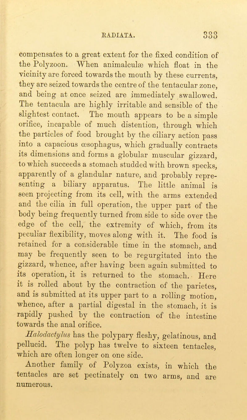 compensates to a great extent for the fixed condition of the Poly zoom When animalculae which float in the vicinity are forced towards the mouth by these currents, they are seized towards the centre of the tentacular zone, and being at once seized are immediately swallowed. The tentacula are highly irritable and sensible of the slightest contact. The mouth appears to be a simple orifice, incapable of much distention, through which the particles of food brought by the ciliary action pass into a capacious oesophagus, which gradually contracts its dimensions and forms a globular muscular gizzard, to which succeeds a stomach studded with brown specks, apparently of a glandular nature, and probably repre- senting a biliary apparatus. The little animal is seen projecting from its cell, with the arms extended and the cilia in full operation, the upper part of the body being frequently turned from side to side over the edge of the cell, the extremity of which, from its peculiar flexibility, moves along with it. The food is retained for a considerable time in the stomach, and may be frequently seen to be regurgitated into the gizzard, whence, after having been again submitted to its operation, it is returned to the stomach. Here it is rolled about by the contraction of the parietes, and is submitted at its upper part to a rolling motion, whence, after a partial digestal in the stomach, it is rapidly pushed by the contraction of the intestine towards the anal orifice. Halodactylus has the polypary fleshy, gelatinous, and pellucid. The polyp has twelve to sixteen tentacles, which are often longer on one side. Another family of Polyzoa exists, in which the tentacles are set pectinately on two arms, and are numerous.