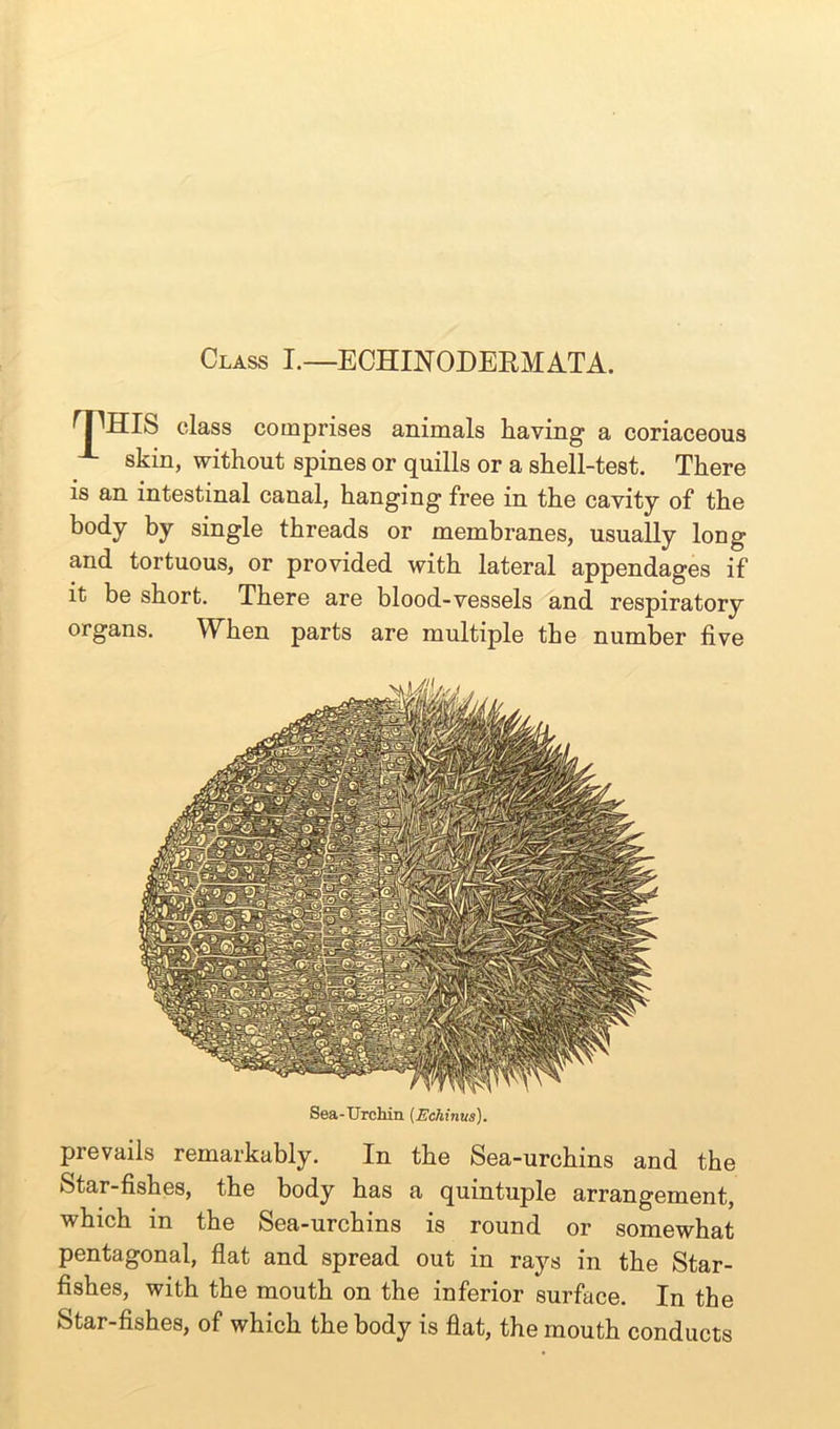 Class I.—ECHINODERMATA. ^THIS class comprises animals having a coriaceous skin, without spines or quills or a shell-test. There is an intestinal canal, hanging free in the cavity of the body by single threads or membranes, usually long and tortuous, or provided with lateral appendages if it be short. There are blood-vessels and respiratory organs. When parts are multiple the number five Sea-Urchin [Echinus). prevails remarkably. In the Sea-urchins and the Star-fishes, the body has a quintuple arrangement, which in the Sea-urchins is round or somewhat pentagonal, flat and spread out in rays in the Star- fishes, with the mouth on the inferior surface. In the Star-fishes, of which the body is flat, the mouth conducts