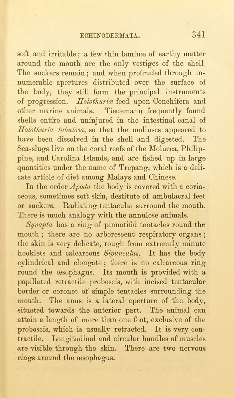 soft and irritable; a few thin laminae of earthy matter around the mouth are the only vestiges of the shell The suckers remain; and when protruded through in- numerable apertures distributed over the surface of the body, they still form the principal instruments of progression. Holothurice feed upon Conchifera and other marine animals. Tiedemann frequently found shells entire and uninjured in the intestinal canal of Holothuria tabulosa, so that the molluscs appeared to have been dissolved in the shell and digested. The Sea-slugs live on the coral reefs of the Molucca, Philip- pine, and Carolina Islands, and are fished up in large quantities under the name of Trepang, which is a deli- cate article of diet among Malays and Chinese. In the order Apocla the body is covered with a coria- ceous, sometimes soft skin, destitute of ambulacral feet or suckers. Radiating tentaculse surround the mouth. There is much analogy with the annulose animals. Synapta has a ring of pinnatifid tentacles round the mouth ; there are no arborescent respiratory organs ; the skin is very delicate, rough from extremely minute hooklets and calcareous Sipunculus. It has the body cylindrical and elongate ; there is no calcareous ring round the oesophagus. Its mouth is provided with a papillated retractile proboscis, with incised tentacular border or coronet of simple tentacles surrounding the mouth. The anus is a lateral aperture of the body, situated towards the anterior part. The animal can attain a length of more than one foot, exclusive of the proboscis, which is usually retracted. It is very con- tractile. Longitudinal and circular bundles of muscles are visible through the skin. There are two nervous rings around the oesophagus.