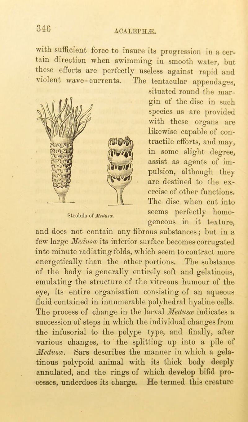 ACALEPILZE. with sufficient force to insure its progression in a cer- tain direction when swimming in smooth water, but these efforts are perfectly useless against rapid and violent wave - currents. The tentacular appendages, situated round the mar- gin of the disc in such species as are provided with these organs are likewise capable of con- tractile efforts, and may, in some slight degree, assist as agents of im- pulsion, although they are destined to the ex- ercise of other functions. The disc when cut into seems perfectly homo- geneous in it texture, and does not contain any fibrous substances; but in a few large Medusce its inferior surface becomes corrugated into minute radiating folds, which seem to contract more energetically than the other portions. The substance of the body is generally entirely soft and gelatinous, emulating the structure of the vitreous humour of the eye, its entire organisation consisting of an aqueous fluid contained in innumerable polyhedral hyaline cells. The process of change in the larval Medusce indicates a succession of steps in which the individual changes from the infusorial to the polype type, and finally, after various changes, to the splitting up into a pile of Medusce. Sars describes the manner in which a gela- tinous polypoid animal with its thick body deeply annulated, and the rings of which develop bifid pro- cesses, underdoes its charge. He termed this creature Strobila of Medusae.