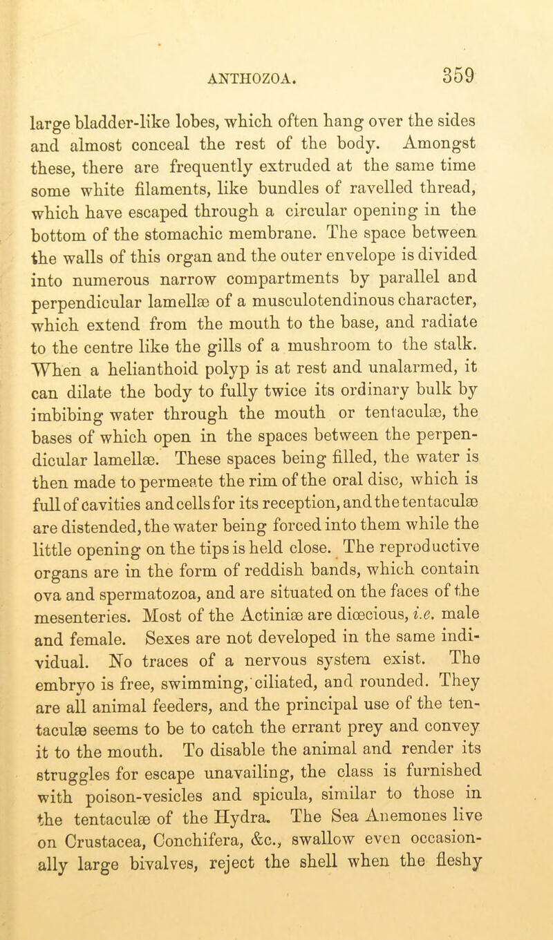 large blarlder-like lobes, wbicli often bang over the sides and almost conceal the rest of the body. Amongst these, there are frequently extruded at the same time some white filaments, like bundles of ravelled thread, which have escaped through a circular opening in the bottom of the stomachic membrane. The space between the walls of this organ and the outer envelope is divided into numerous narrow compartments by parallel and perpendicular lamellae of a musculotendinous character, which extend from the mouth to the base, and radiate to the centre like the gills of a mushroom to the stalk. When a helianthoid polyp is at rest and unalarmed, it can dilate the body to fully twice its ordinary bulk by imbibing water through the mouth or tentaculae, the bases of which open in the spaces between the perpen- dicular lamellae. These spaces being filled, the water is then made to permeate the rim of the oral disc, which is full of cavities andcellsfor its reception, and the tentaculae are distended, the water being forced into them while the little opening on the tips is held close. The reproductive organs are in the form of reddish bands, which contain ova and spermatozoa, and are situated on the faces of the mesenteries. Most of the Actiniae are dioecious, i.e. male and female. Sexes are not developed in the same indi- vidual. No traces of a nervous system exist. The embryo is free, swimming, ciliated, and rounded. They are all animal feeders, and the principal use of the ten- taculae seems to be to catch the errant prey and convey it to the mouth. To disable the animal and render its struggles for escape unavailing, the class is furnished with poison-vesicles and spicula, similar to those in the tentaculae of the Hydra. The Sea Anemones live on Crustacea, Conchifera, &c., swallow even occasion- ally large bivalves, reject the shell when the fleshy