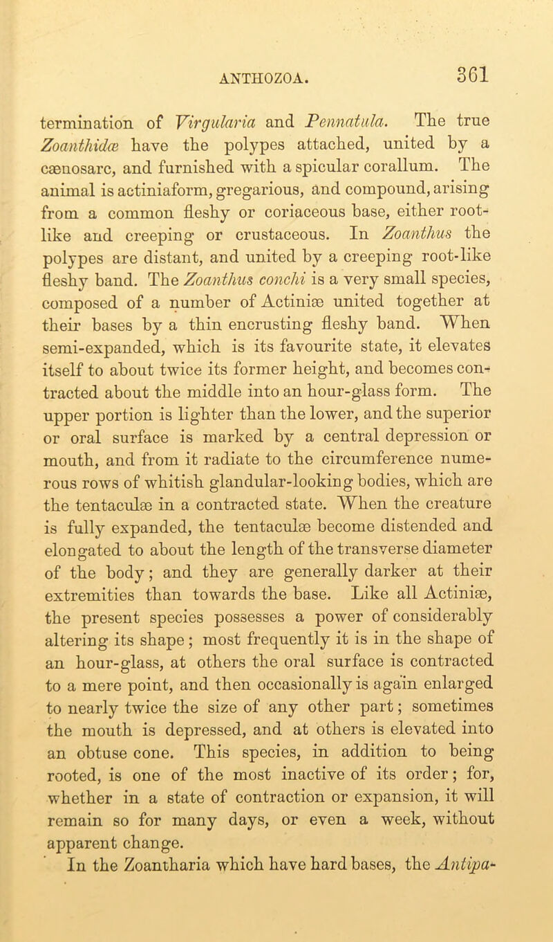 termination of Virgularia and Pennatula. The true Zoanthidce have the polypes attached, united by a caenosarc, and furnished with a spicular corallum. The animal is actiniaform, gregarious, and compound, arising from a common fleshy or coriaceous base, either root- like and creeping or crustaceous. In Zoanthus the polypes are distant, and united by a creeping root*like fleshy band. The Zoanthus conchi is a very small species, composed of a number of Actiniae united together at their bases by a thin encrusting fleshy hand. When semi-expanded, which is its favourite state, it elevates itself to about twice its former height, and becomes con- tracted about the middle into an hour-glass form. The upper portion is lighter than the lower, and the superior or oral surface is marked by a central depression or mouth, and from it radiate to the circumference nume- rous rows of whitish glandular-looking bodies, which are the tentaculae in a contracted state. When the creature is fully expanded, the tentaculae become distended and elongated to about the length of the transverse diameter of the body; and they are generally darker at their extremities than towards the base. Like all Actiniae, the present species possesses a power of considerably altering its shape; most frequently it is in the shape of an hour-glass, at others the oral surface is contracted to a mere point, and then occasionally is again enlarged to nearly twice the size of any other part; sometimes the mouth is depressed, and at others is elevated into an obtuse cone. This species, in addition to being rooted, is one of the most inactive of its order; for, whether in a state of contraction or expansion, it will remain so for many days, or even a week, without apparent change. In the Zoantharia which have hard bases, the Antipa-