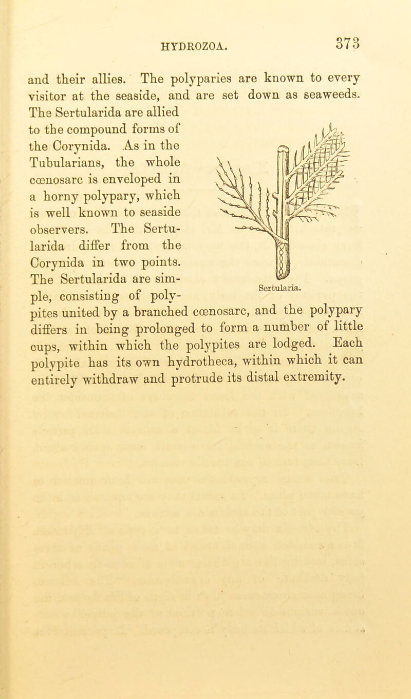 and their allies. The polyparies are known to every visitor at the seaside, and are set down as seaweeds. The Sertularida are allied . . r* l ociLuiaiJu*. pie, consisting ol poly- pites united by a branched ccenosarc, and the polypary differs in being prolonged to form a number of little cups, within which the polypites are lodged. Each polypite has its own hydrotheca, within which it can entirely withdraw and protrude its distal extremity. to the compound forms of the Corynida. As in the Tubularians, the whole ccenosarc is enveloped in a horny polypary, which is well known to seaside observers. The Sertu- larida differ from the Corynida in two points. The Sertularida are sim- Sertularia.