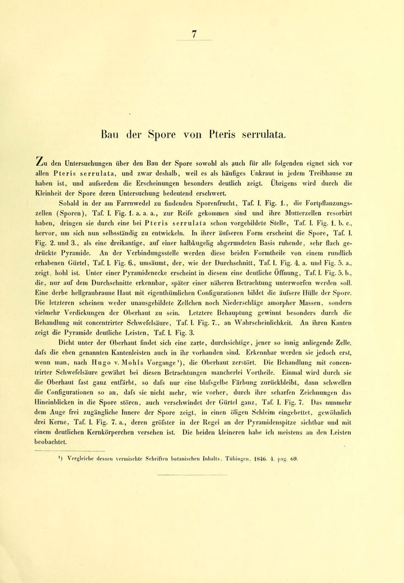 Bau der Spore von Pteris serrulata. !Zu den Untersuchungen über den Bau der Spore sowohl als auch für alle folgenden eignet sich vor allen Pteris serrulata, und zwar deshalb, weil es als häufiges Unkraut in jedem Treibhause zu haben ist, und aufserdem die Erscheinungen besonders deutlich zeigt. Übrigens wird durch die Kleinheit der Spore deren Untersuchung bedeutend erschwert. Sobald in der am Farrnwedel zu findenden Sporenfrucht, Taf. I. Fig. 1., die Fortpflanzungs- zellen (Sporen), Taf. I. Fig. 1. a. a. a., zur Reife gekommen sind und ihre Miitterzellen resorbirt haben, dringen sie durch eine bei Pteris serrulata schon vorgebildete Stelle, Taf. I. Fig. 1. b. c, hervor, um sich nun selbsständig zu entwickeln. In ihrer äufseren Form erscheint die Spore, Taf 1. Fig. 2. und 3., als eine dreikantige, auf einer halbkugelig abgerundeten Basis ruhende, sehr flach ge- drückte Pyramide. An der Verbindungsstelle werden diese beiden Formtheile von einem rundUch erhabenen Gürtel, Taf. I. Fig. 6., umsäumt, der, wie der Durchschnitt, Taf l. Fig. 4. a. und Fig. 5. a., zeigt hohl ist. Unter einer Pyramidenecke erscheint in diesem eine deutüche Öffnung, Taf I. Fig. 5. b., die, nur auf dem Durchschnitte erkennbar, später einer näheren Betrachtung unterworfen werden soll. Eine derbe hellgraubraune Haut mit eigenthümlichen Configurationen bildet die äufscre Hülle der Spore. Die letzteren scheinen weder unausgebildete Zellchen noch Niederschläge amorpher Massen, sondern vielmehr Verdickungen der Oberhaut zu sein. Letztere Behauptung gewinnt besonders durch die Behandlung mit concentrirter Schwefelsäure, Taf T. Fig. 7., an WahrscheinHchkeit. An ihren Kanten zeigt die Pyramide deutliche Leisten, Taf L Fig. 3. Dicht unter der Oberhaut findet sich eine zarte, durchsichtige, jener so innig anHegende Zelle, dafs die eben genannten Kantenleisten auch in ihr vorhanden sind. Erkennbar werden sie jedoch erst, wenn man, nach Hugo v. Mohls Vorgange'), die Oberhaut zerstört. Die Behandlung mit concen- trirter Schwefelsäure gewährt bei diesen Betrachtungen mancherlei Vortheile. Einmal wird durch sie die Oberhaut fast ganz entfärbt, so dafs nur eine blafsgelbe Färbung zurückbleibt, dann schwellen die Configurationen so an, dafs sie nicht mehr, wie vorher, durch ihre scharfen Zeichnungen das Hineinblicken in die Spore stören, auch verschwindet der Gürtel ganz, Taf L Fig. 7. Das nunmehr dem Auge frei zugängliche Innere der Spore zeigt, in einen öligen Schleim eingebettet, gewöhnlich drei Kerne, Taf L Fig. 7. a., deren gröfster in der Regel an der Pyramidenspitze sichtbar und mit einem deutHchen Kernkörperchen versehen ist. Die beiden kleineren habe ich meistens an den Leisten beobachtet. ') Vergleiche dcssoii vermischte Schiifteii botanischen Inlialts. Tübingen. 1846. 4. [ing. b9.