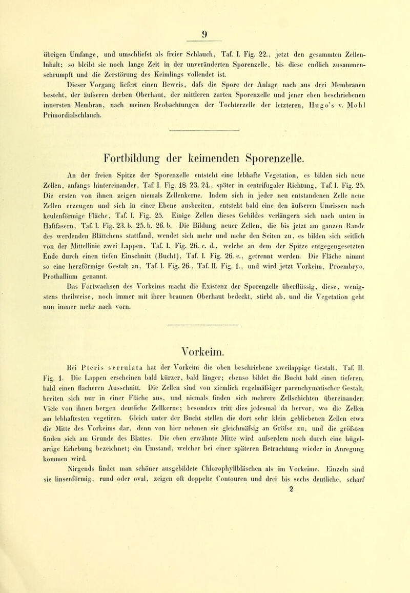 übrigen Umfange, und nraschlicfst als freier Schlauch, Taf. I. Fig. 22., jetzt den gesammtcn Zellen- Inhalt; so bleibt sie noch lange Zeit in der unveränderten Sporenzelle, bis diese endlich zusammen- schrumpft und die Zerstörung des Keimlings vollendet ist. Dieser Vorgang liefert einen Beweis, dafs die Spore der Anlage nach aus drei Membranen besteht, der äufscren derben Oberhaut, der mittleren zarten Sporenzelle und jener eben besclmebenen innersten IMcmbran, nach meinen Beobachtungen der Tochterzelle der letzteren, Ilugo's v. Mohl Primordialschlauch. FortbikUmg der keimenden Sporenzelle. An der freien Spitze der Sporenzellc entsteht eine lebhafte Vegetation, es bilden sich neue Zellen, anfangs hintereinander, Taf I. Fig. 18.23.24, später in centrifugaler Richtung, Taf. I. Fig. 25. Die ersten von ihnen zeigen niemals Zellenkerne. Indem sich in jeder neu entstandenen Zelle neue Zellen erzeugen und sich in einer Ebene ausbreiten, entsteht bald eine den äufseren Umrissen nach keulenförmige Fläche, Taf. I. Fig. 25. Einige Zellen dieses Gebildes verlängern sich nach unten in Haftfasern, Taf I. Fig. 23. b. 25. b. 26. b. Die Bildung neuer Zellen, die bis jetzt am ganzen Rande des werdenden Blättchens stattfand, wendet sich mehr und mehr den Seiten zu, es bilden sich seidich von der Mittellinie zwei Lappen, Taf I. Fig. 26. c. d., welche an dem der Spitze entgegengesetzten Ende durch einen tiefen Einschnitt (Bucht), Taf I. Fig. 26. e., getrennt werden. Die Fläche nimmt so eine herzförmige Gestalt an, Taf I. Fig. 26., Taf. II. Fig. 1., und wird jetzt Vorkeim, Proembrjo, Prothallium genannt. Das Fortwachsen des Vorkeims macht die Existenz der Sporenzelle überflüssig, diese, wenig- stens theilweise, noch immer mit ihrer braunen Oberhaut bedeckt, stirbt ab, und die Vegetation geht nun immer mehr nach vorn. Vorkeim. Bei Pteris serrulata hat der Vorkeim die oben beschriebene zweilappige Gestalt. Taf II. Fig. 1. Die Lappen erscheinen bald kürzer, bald länger; ebenso bildet die Bucht bald einen tieferen, bald einen flacheren Ausschnitt. Die Zellen sind von ziemlich regelmäfsiger parenchymatischer Gestalt, breiten sich nur in einer Fläche aus, und niemals finden sich mehrere Zellschichtcn übereinander. Viele von ihnen bergen deutliche Zellkerne; besonders tritt dies jedesmal da hervor, wo die Zellen am lebhaftesten vegetiren. Gleich unter der Bucht stellen die dort sehr klein gebliebenen Zellen etwa die Mitte des Vorkeims dar, denn von hier nehmen sie gleichmäfsig an Gröfse zu, und die gröfsten finden sich am Grunde des Blattes. Die eben erwähnte Mitte wird aufserdem noch durch eine hügel- artige Erhebung bezeichnet; ein Umstand, welcher bei einer späteren Betrachtung wieder in Anregung konunen wird. Nirgends findet man schöner ausgebildete Chloropliyllbläschen als im Vorkeime. Einzeln sind sie linsenförmig, rund oder oval, zeigen oft doppelte Contouren und drei bis sechs deutliche, scharf 2