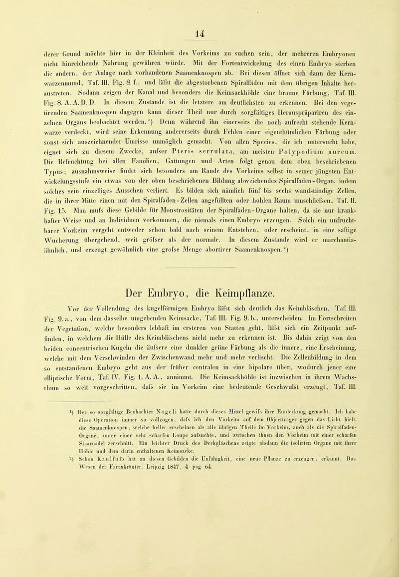 derer Grund möchte hier in der Kleinheit des Vorkeiras zu suchen sein, der mehreren Embryonen nicht hinreichende Nahrung gewähren würde. Mit der Fortentwickchmg des einen Embryo sterben die andern, der Anlage nach vorhandenen Saamenknospen ab. Bei diesen öffnet sich dann der Kern- Avarzenmund, Taf. III. Fig. 8. f., und läfst die abgestorbenen Spiralfäden mit dem übrigen Ldialte her- austreten. Sodann zeigen der Kanal und besonders die Keimsackhöhle eine braune Färbung, Taf. lU. Fiff. 8. A. A. D. D. In diesem Zustande ist die letztere am deutlichsten zu erkennen. Bei den vesc- tirenden Saamenknospen dagegen kann dieser Theil nur durch sorgfältiges Herauspräpariren des ein- zelnen Organs beobachtet werden.') Denn während ihn einerseits die noch aufrecht stehende Kern- warze verdeckt, wird seine Erkennung andererseits durch Fehlen einer eigenthümlichen Färbung oder sonst sich auszeichnender Umrisse unmöglich gemacht. Von allen Speeles, die ich untersucht habe, eignet sich zu diesem Zwecke, aufser Pteris serrulata, am meisten Poljpodium aureum. Die Befruchtung bei allen Famihen, Gattungen und Arten folgt genau dem oben beschriebenen Typus; ausnahmsweise findet sich besonders am Rande des Vorkeims selbst in seiner jüngsten Ent- wickelungsstufe ein etwas von der oben beschriebenen Bildung abweichendes Spiralfaden-Organ, indem solches sein einzelliges Aussehen verliert. Es bilden sich nämlich fünf bis sechs wandständige Zellen, die in ihrer Mitte einen mit den Spiralüiden-Zellen angefüllten oder hohlen Raum lunschliefsen, Taf. II. Fig. 15. Man mufs diese Gebilde für Monstrositäten der Spiralfaden-Organe halten, da sie nur krank- hafter Weise und an Individuen vorkommen, die niemals einen Embryo erzeugen. Solch ein unfrucht- barer Vorkeim vergeht entweder schon bald nach seinem Entstehen, oder erscheint, in eine saftige Wucherung übergehend, weit gröfser als der normale. In diesem Zustande wird er marchantia- ähnhch, und ei'zeugt gewöhnlich eine grofse Menge abortiver Saamenknospen.^) Der Embryo, die Keimpflanze. Vor der Vollendung des kugelförmigen Embryo läfst sich deutlich das Keimbläschen, Taf. HI. Fig. 9. a., von dem dasselbe umgebenden Keimsacke, Taf. III. Fig. 9. b., unterscheiden. Im Fortschreiten der Vegetation, welche besonders lebhaft im ersteren von Statten geht, läfst sich ein Zeitpunkt auf- finden, in welchem die Hülle des Keimbläschens nicht mehr zu erkennen ist. Bis dahin zeigt von den beiden concentrischen Kugeln die äufscre eine dunkler grüne Färbung als die innere, eine Erscheinung, welche mit dem Verschwinden der Zwischenwand mehr und mehr verlischt. Die Zellenbildung in dem so entstandenen Embryo geht aus der früher centralen in eine bipolare über, Avodurch jener eine elliptische Form, Taf. IV. Fig. I.A. A., annimmt. Die Keimsackhöhle ist inzwischen in ihrem Wachs- thum so weit vorgeschritten, dafs sie im Vorkeim eine bedeutende Geschwulst erzeugt, Taf. lU. 1) Der so sorgfältige Beobachter Nägeli hätte durch dieses Mittel gewifs ihre Entdeckung gemacht. Ich habe diese Operation immer so vollzogen, dafs ich den Vorkeim auf dem Objcctträger gegen das Licht liielt, die Saamenknospen, welche heller erscheinen als alle übrigen Theile im Vorkeim, auch als die Spiralfaden- Organe, imter einer sehr scharfen Loupe aufsuchte, und zwischen ihnen den Vorkeim mit einer scharfen Staarnadcl zerschnitt. Ein leichter Druck des Deckgläschens zeigte alsdann die isolirten Organe mit ihrer Höhle und dem darin enthaltenen Keinisacke. ■-) Schon Kaulfufs hat an diesen Gebilden die Unfähigkeit, eine neue Pflanze zu erzeugen, erkannt. Das Wesen der Farrnkräuter, Leipzig 1847, 4. pag. 64.
