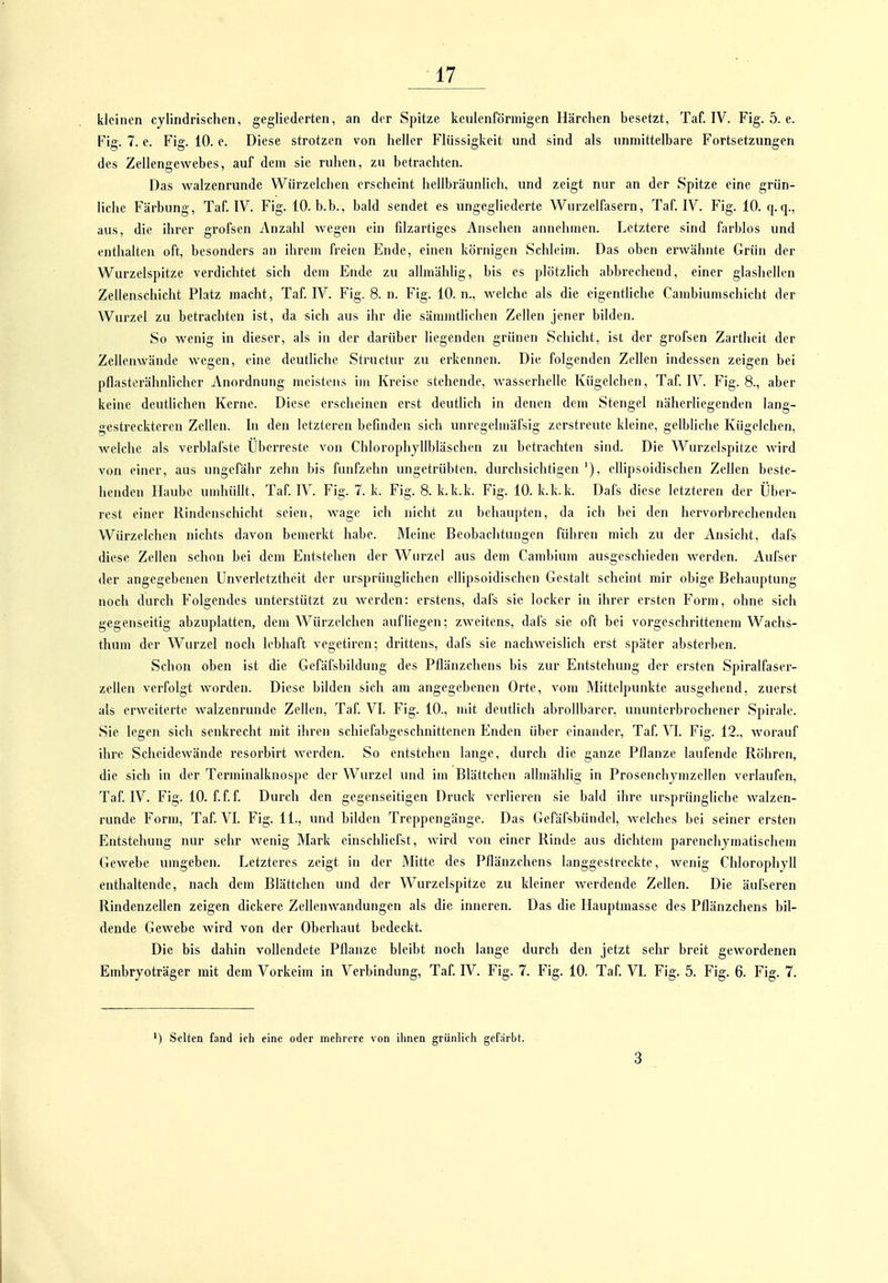 kleinen cjlindrischen. gegliederten, an der Spitze keulenförmigen Härehen besetzt, Taf. IV. Fig. 5. e. Fig. 7. e. Fig. 10. e. Diese strotzen von heller Flüssigkeit und sind als unmittelbare Fortsetzungen des Zellengewebes, auf dem sie ruhen, zu betrachten. Das walzenrunde VVürzelchen erscheint hellbräunlich, und zeigt nur an der Spitze eine grün- liche Färbung, Taf. IV. Fig. 10. b.b., bald sendet es ungegliederte Wurzelfasern, Taf IV. Fig. 10. q.q., aus, die ihrer grofsen Anzahl wegen ein filzartiges Ansehen annehmen. Letztere sind farblos und enthalten oft, besonders an ihrem freien Ende, einen körnigen Schleim. Das oben erwähnte Grün der Wurzelspitze verdichtet sich dem Ende zu allmählig, bis es plötzlich abbrechend, einer glashellen Zellenschicht Platz macht, Taf. IV. Fig. 8. n. Fig. 10. n., welche als die eigentUche Cambiumschicht der Wurzel zu betrachten ist, da sich aus ihr die sämmtUchen Zellen jener bilden. So wenig in dieser, als in der darüber liegenden grünen Schicht, ist der grofsen Zartheit der Zellenwände wegen, eine deutliche Structur zu erkennen. Die folgenden Zellen indessen zeigen bei pflasterähnlicher Anordnung meistens im Kreise stehende, wasserhelle Kügelchen, Taf IV. Fig. 8., aber keine deutlichen Kerne. Diese erscheinen erst deutlich in denen dem Stengel nähcrliegenden lang- gestreckteren Zellen. In den letzteren beünden sich unregelmäfsig zerstreute kleine, gelbliche Kügelchen, welche als verblafste Übei'reste von Chlorophjllbläschen zu betrachten sind. Die Wurzelspitze Avird von einer, aus ungefähr zehn bis fünfzehn ungetrübten, dnrchsichtigen '). cllipsoidischen Zellen beste- henden Haube umhüllt, Taf. IV. Fig. 7. k. Fig. 8. k.k.k. Fig. 10. k.k.k. Dafs diese letzteren der Über- rest einer Rindenschicht seien, wage ich nicht zu behaupten, da ich bei den hervorbrechenden Würzelchcn nichts davon bemerkt habe. Meine Beobachtungen führen mich zu der Ansicht, dafs diese Zellen schon bei dem Entstehen der Wurzel aus dem Cambium ausgeschieden werden. Aufscr der angegebenen Unverletztheit der ursprünglichen cllipsoidischen Gestalt scheint mir obige Behauptung noch durch Folgendes unterstützt zu werden: erstens, dafs sie locker in ihrer ersten Form, ohne sich gegenseitig abzuplatten, dem Würzelchen aufliegen; zweitens, dafs sie oft bei vorgeschrittenem Wachs- thum der Wurzel noch lebhaft vegetiren; drittens, dafs sie nachweislich erst später absterben. Schon oben ist die Gefäfsbildung des Pflänzchens bis zur Entstehung der ersten Spiralfaser- zellen verfolgt worden. Diese bilden sich am angegebenen Orte, vom Mittelpunkte ausgehend, zuerst als erweiterte walzenrundc Zellen, Taf. VI. Fig. 10., mit deutlich abrollbarer, ununterbrochener Spirale. Sie legen sich senkrecht mit ihren schiefabgeschnittenen Enden über einander, Taf. Yl. Fig. 12., worauf ihre Scheidewände resorbirt werden. So entstehen lange, durch die ganze Pflanze laufende Röhren, die sich in der Tcrminalknospe der Wurzel und im Blättchen allmählig in Prosenchjmzcllen verlaufen, Taf. IV. Fig. 10. f.f. f. Durch den gegenseitigen Druck verHeren sie bald ihre ursprüngliche walzen- runde Form, Taf. VI. Fig. 11., und bilden Treppengänge. Das Gefäfsbiindel, welches bei seiner ersten Entstehung nur sehr wenig Mark einschliefst, wird von einer Rinde aus dichtem parenchymatischem Gewebe umgeben. Letzteres zeigt in der Mitte des Pflänzchens langgestreckte, wenig Chlorophyll enthaltende, nach dem Blättchen und der Wurzelspitzc zu kleiner werdende Zehen. Die äufseren Rindenzellen zeigen dickere Zellenwandungen als die inneren. Das die Hauptmasse des Pflänzchens bil- dende Gewebe wird von der Oberhaut bedeckt. Die bis dahin voflendete Pflanze bleibt noch lange durch den jetzt sehr breit gewordenen Embryoträger mit dem Vorkeim in Verbindung, Taf. IV. Fig. 7. Fig. 10. Taf. VI. Fig. 5. Fig. 6. Fig. 7. ) Sehen fand ich eine oder mehrere von ihnen grünlich gef.irbt. 3